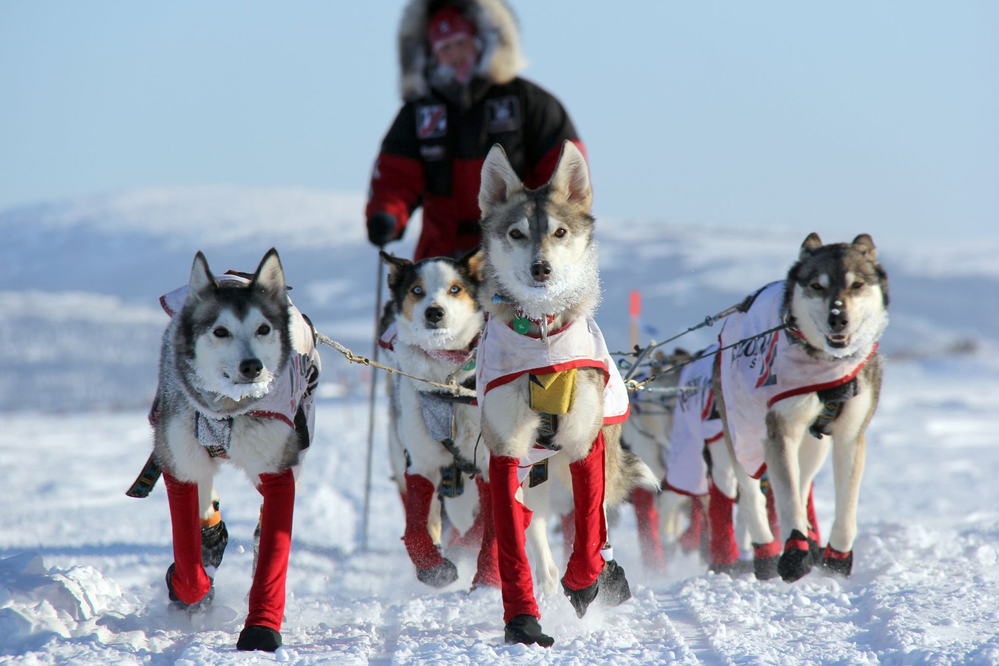 50 Jahre Iditarod – «Eines der letzten großen Abenteuer»
