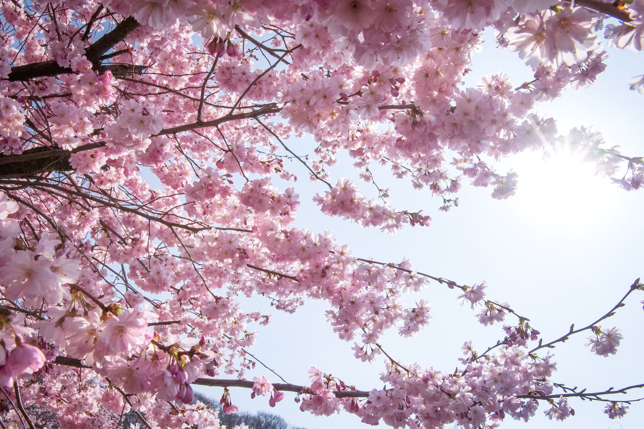 Das Frühlingshoch macht langsam schlapp