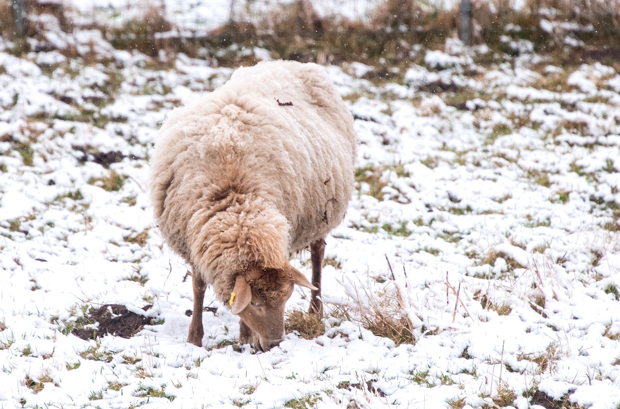 Frost und Schnee: Der Winter ist noch nicht vorbei