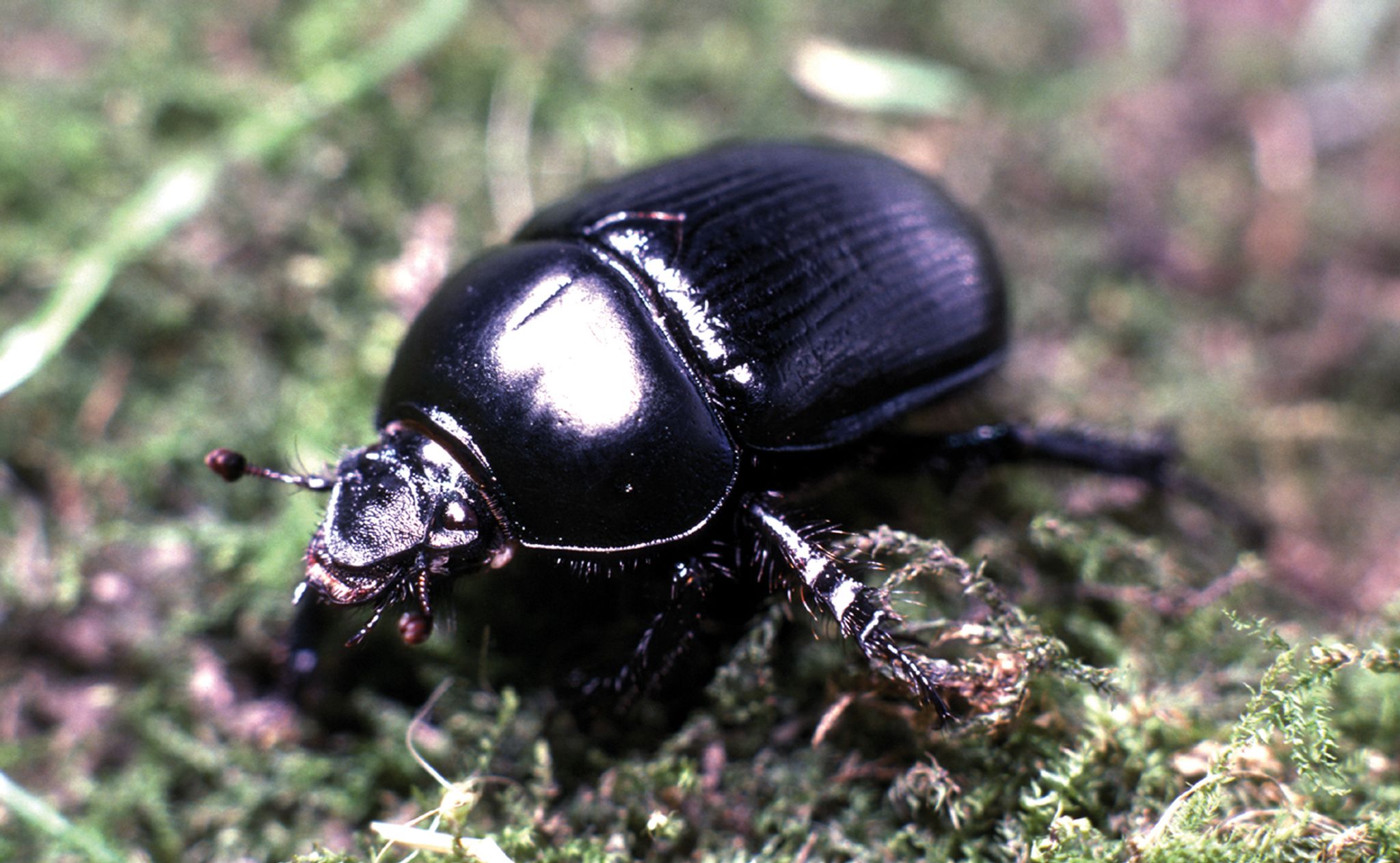 Rote Liste: Über ein Viertel der Insektenarten gefährdet