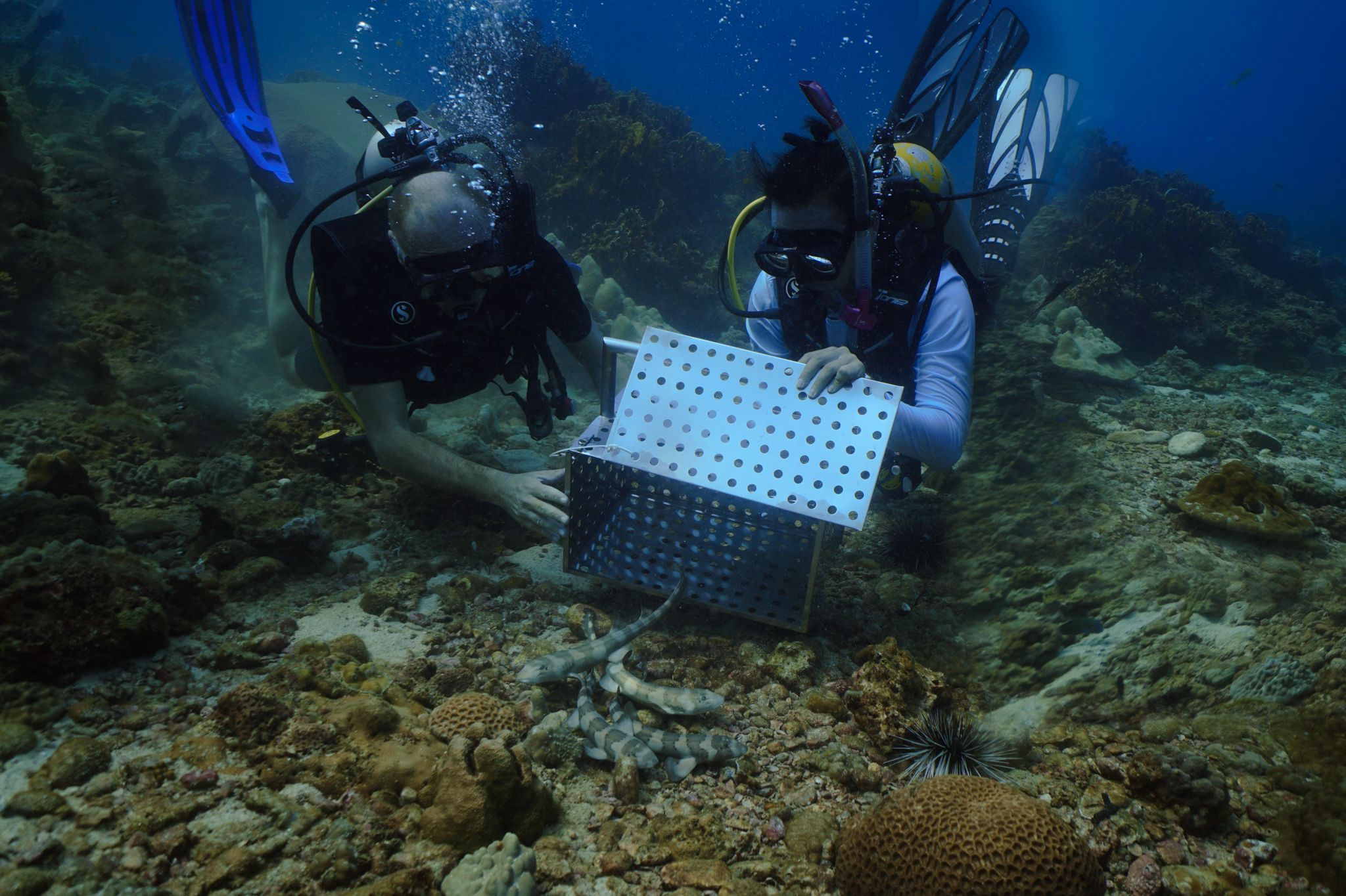 Gezüchtete Bambushaie vor Ko Phi Phi freigelassen