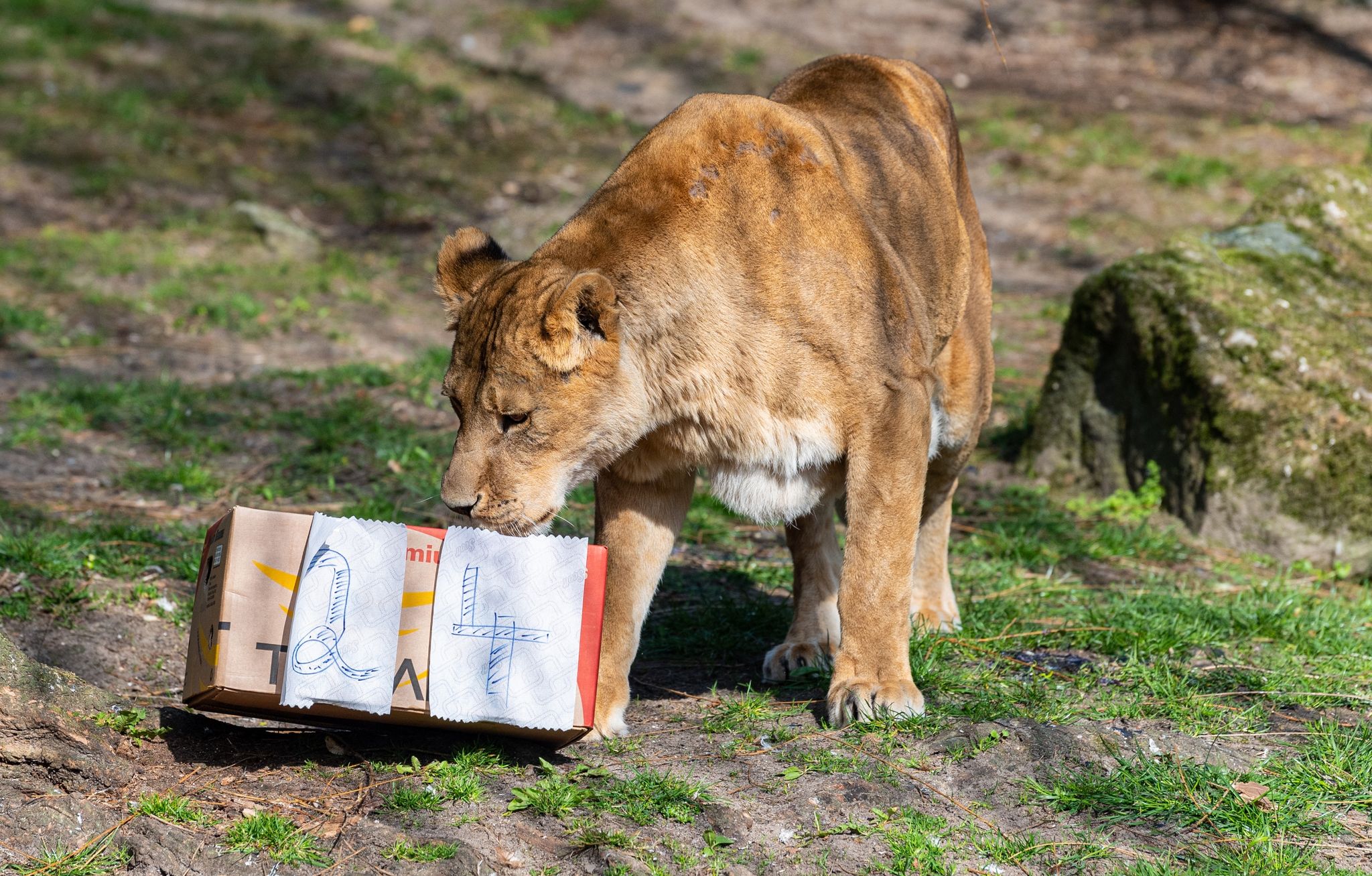 Älteste Zoo-Löwin in der EU feiert Geburtstag