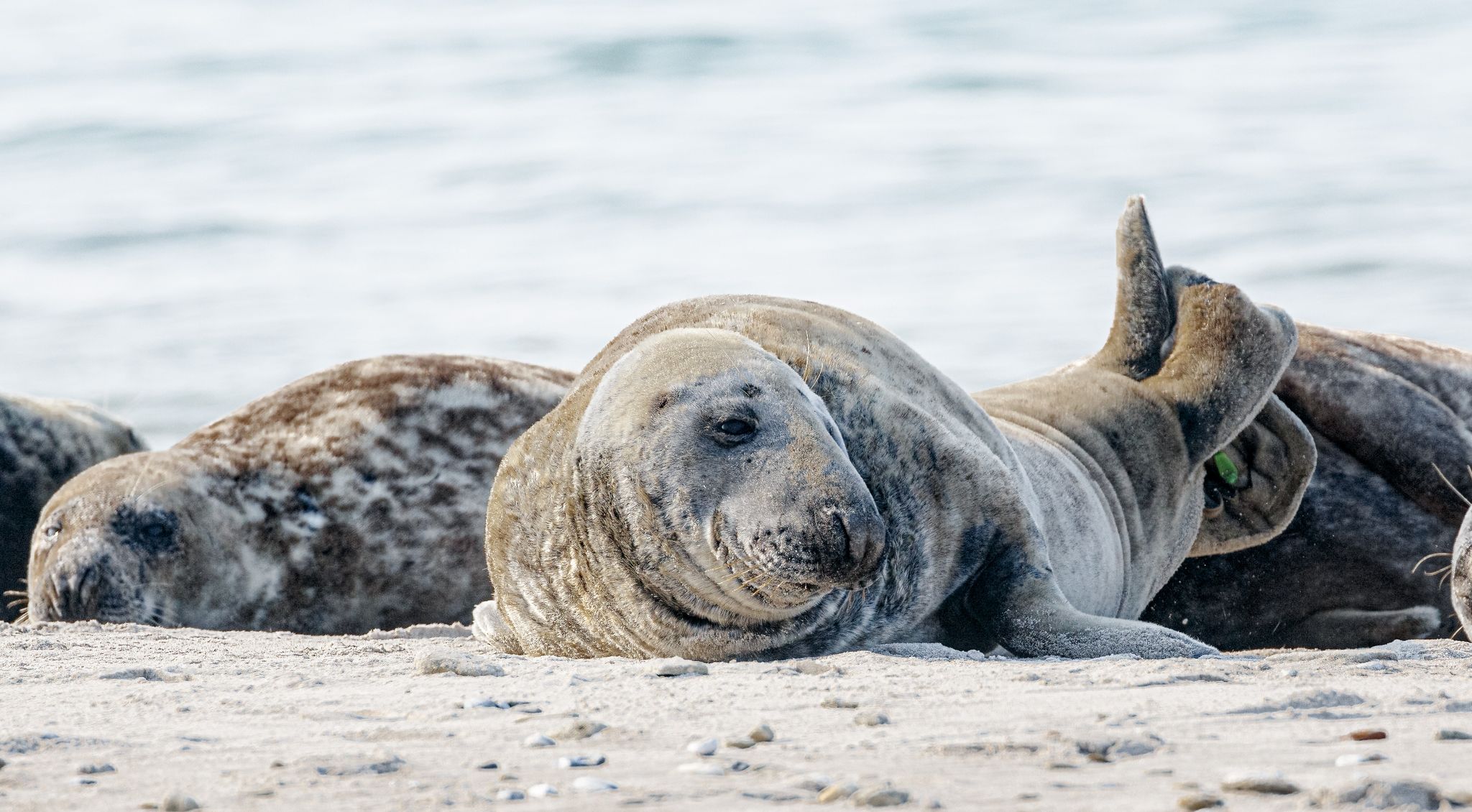 Fellwechsel-Zeit – Kegelrobben auf der Helgoländer Düne