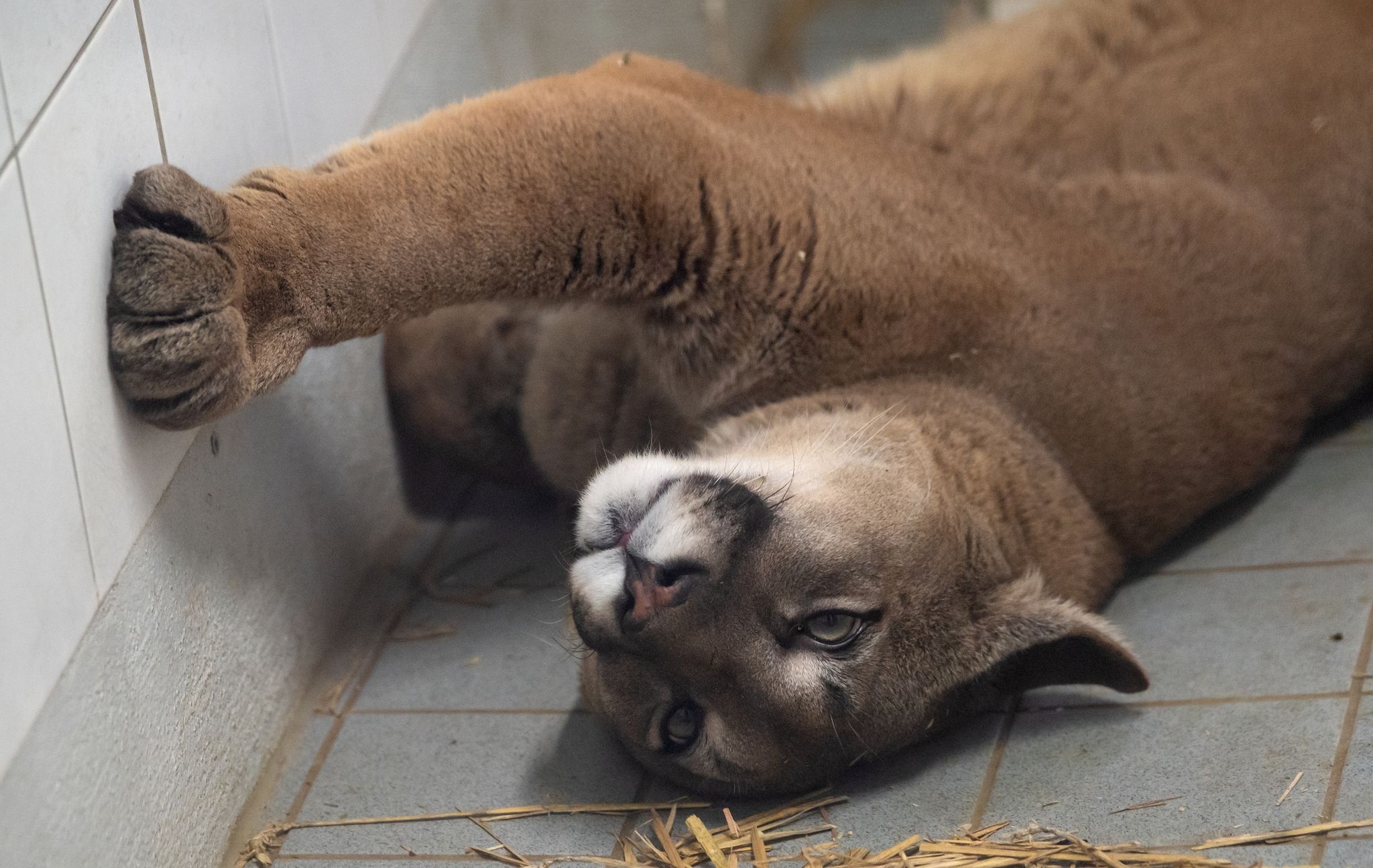 Puma im Kleinwagen – Schmuggel von Tieren durch Deutschland