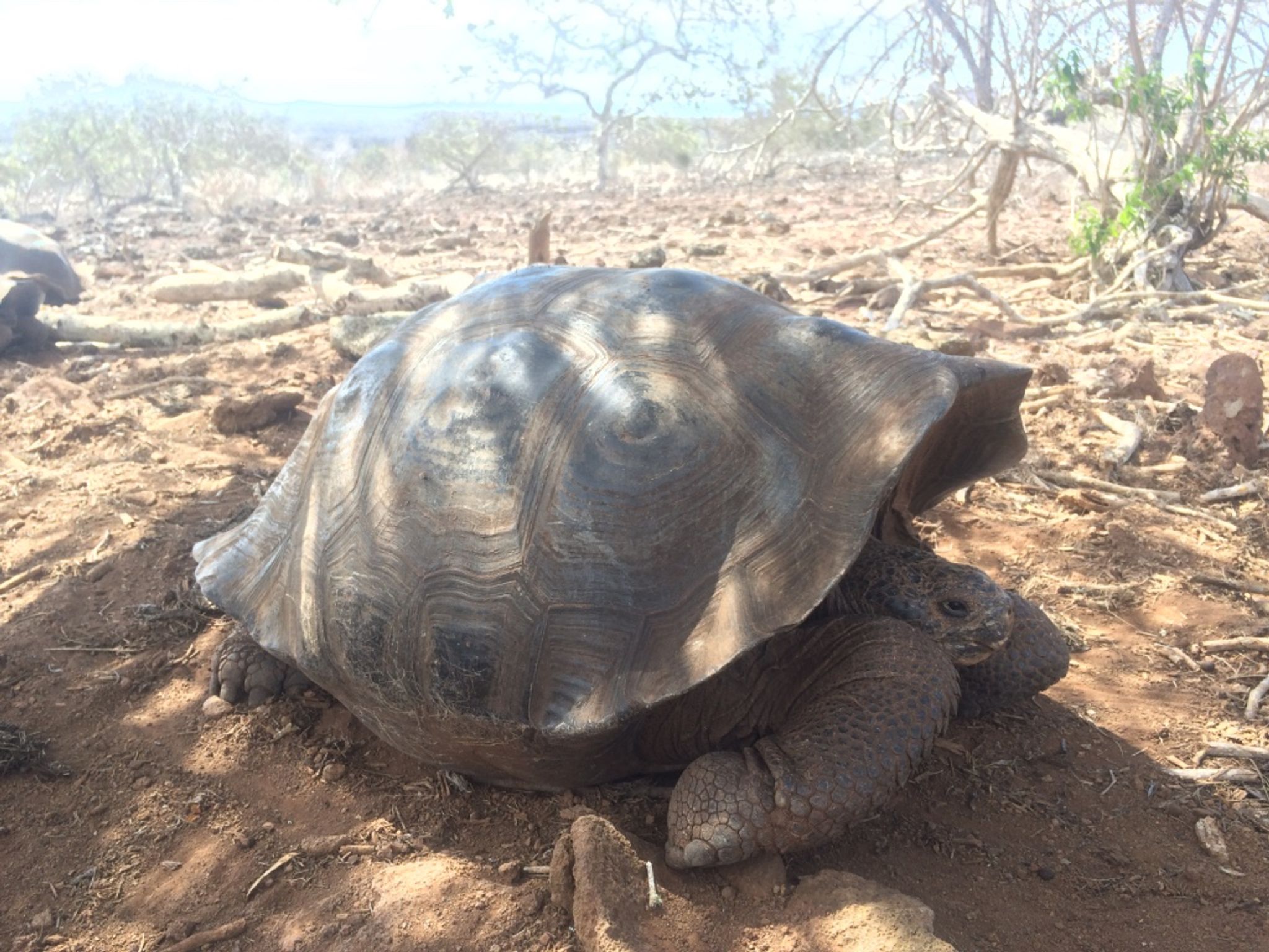Neue Riesenschildkröten-Art identifiziert