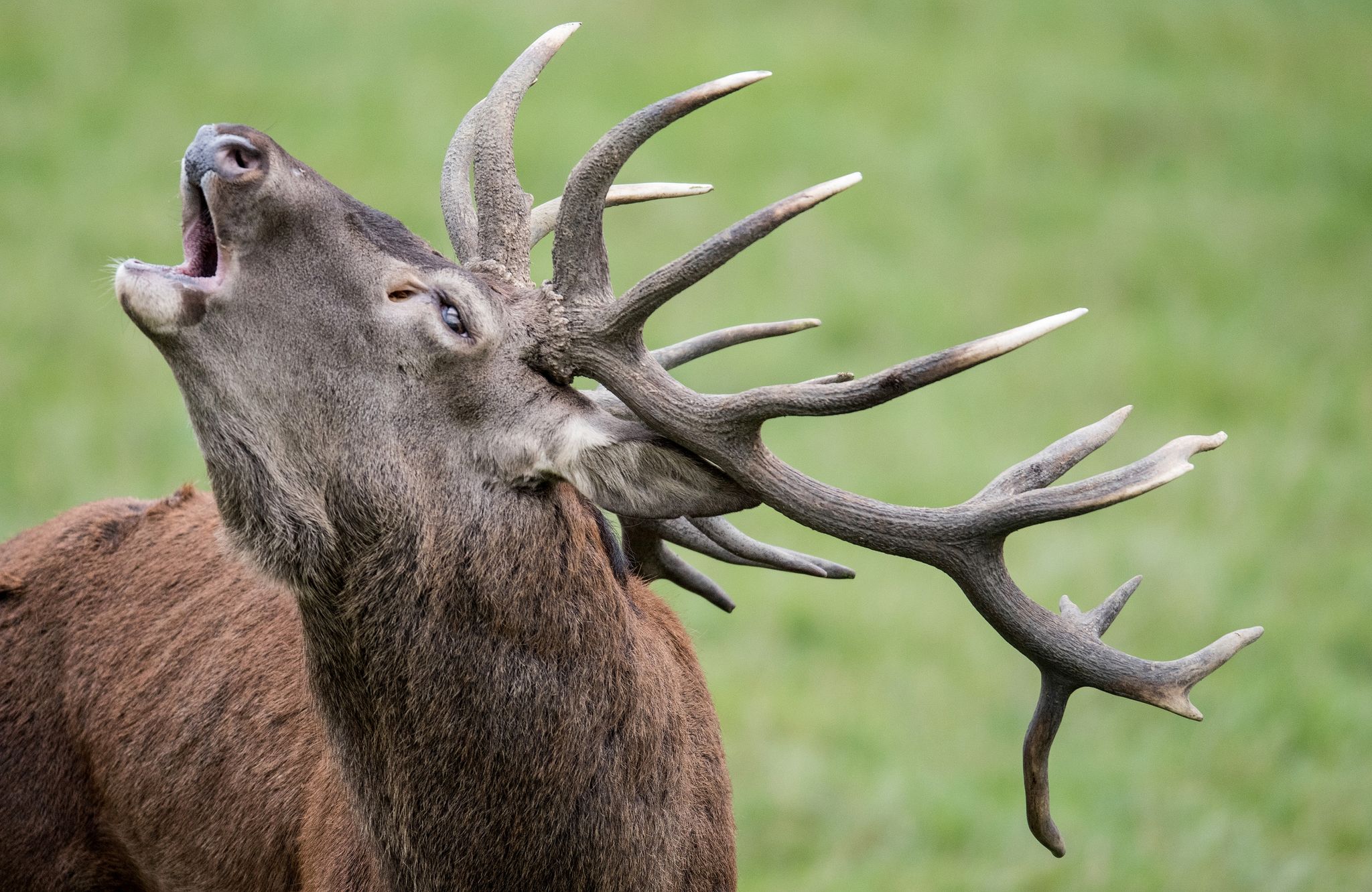 Forscher warnen: Genetische Vielfalt bei Rotwild sehr gering