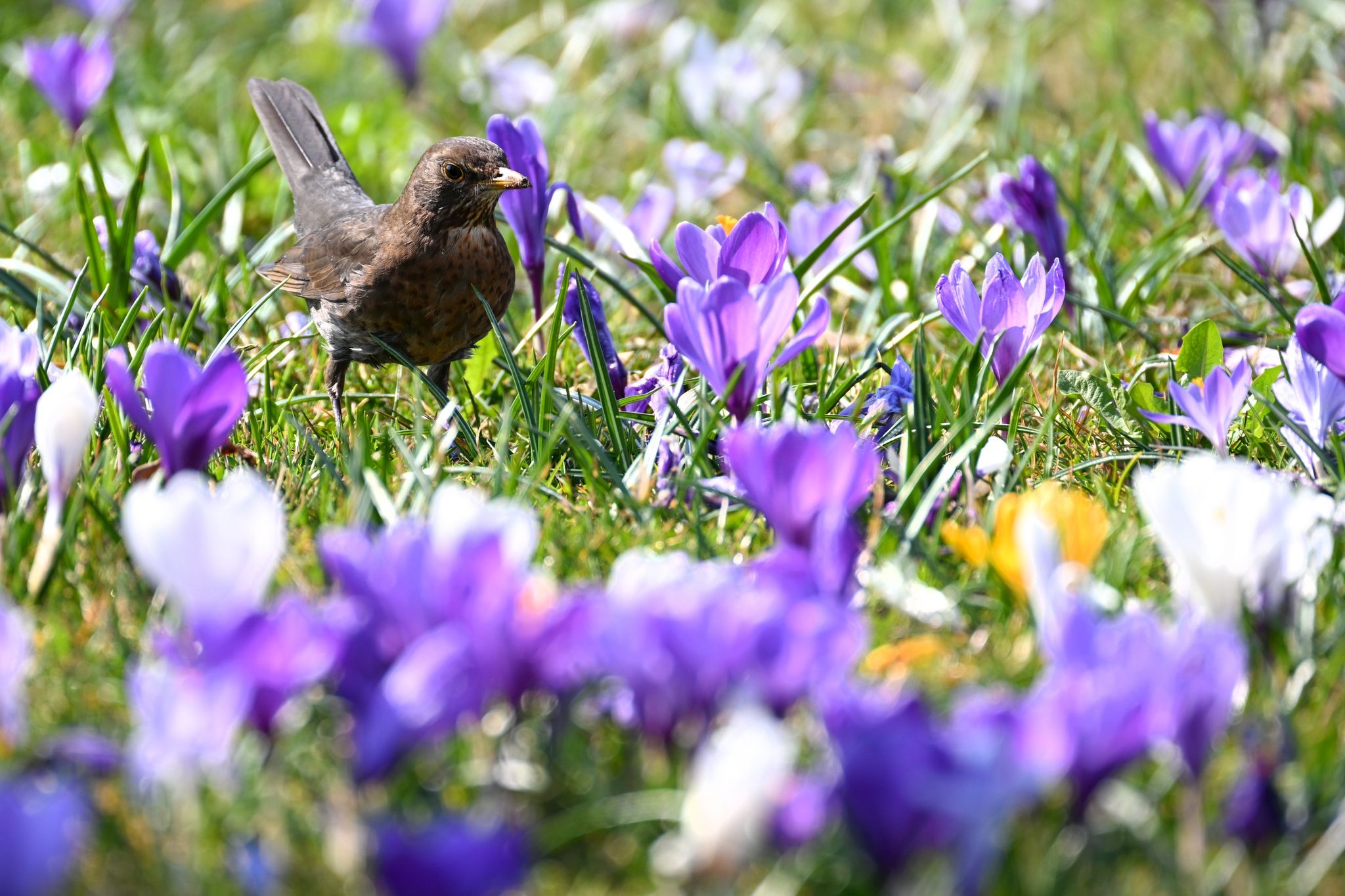 Hochs bescheren Deutschland viel Sonnenschein
