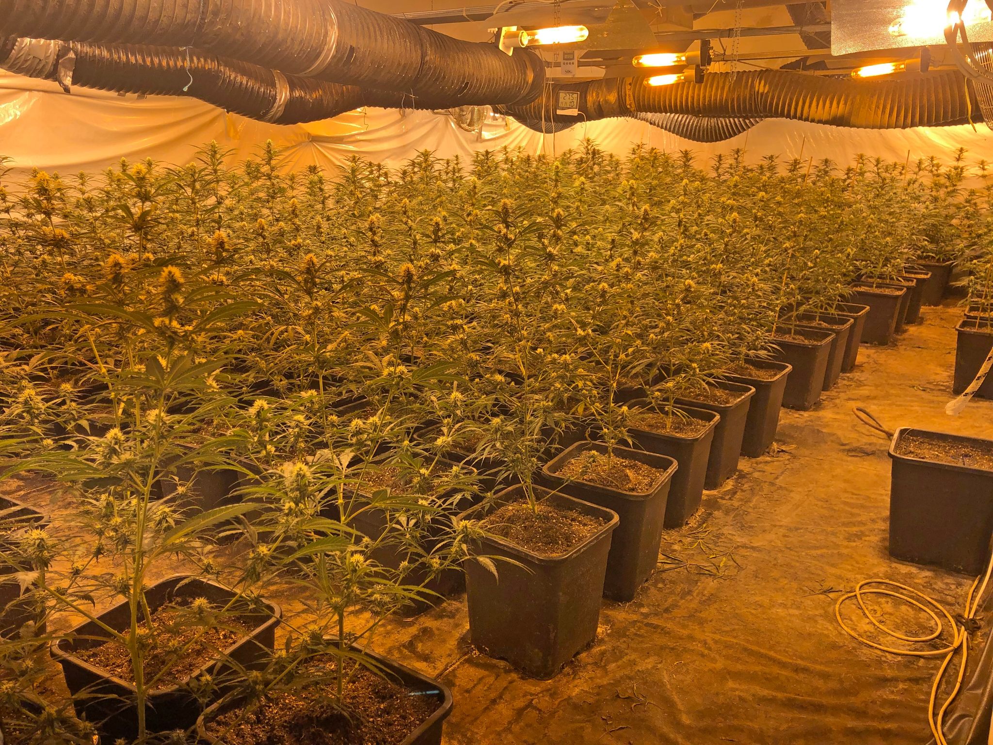 Polizei entdeckt riesige Cannabis-Plantage in Wohnhaus