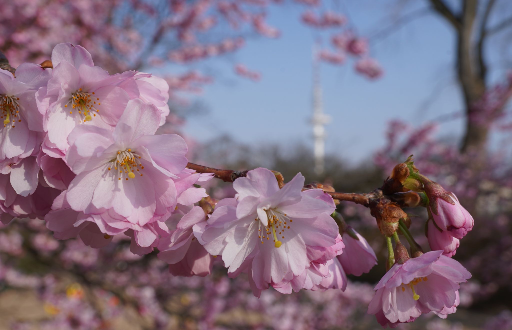 Sonnigster März seit Aufzeichnungsbeginn