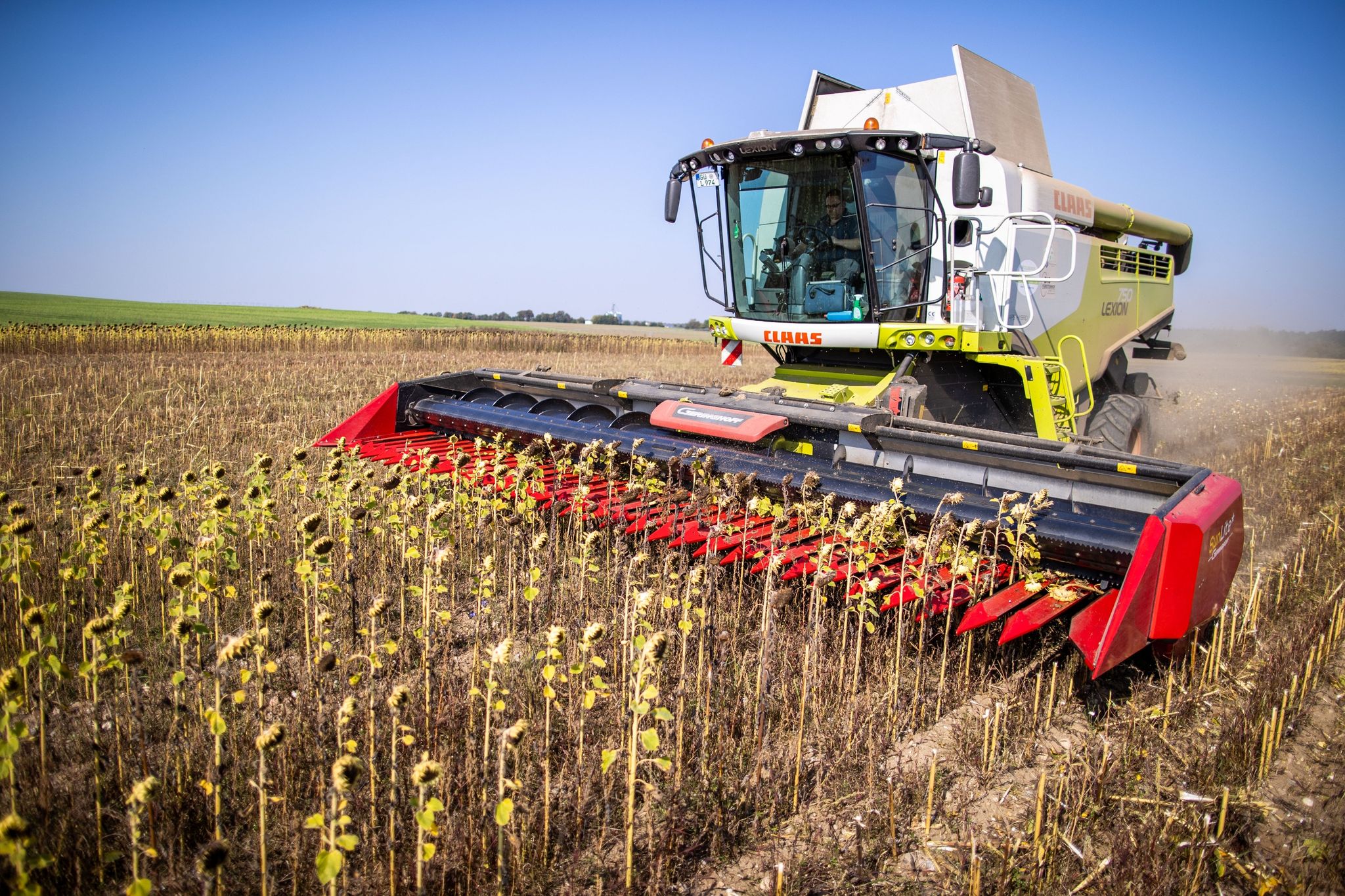 Geflügelhalter warnen vor Knappheit beim Bio-Futter