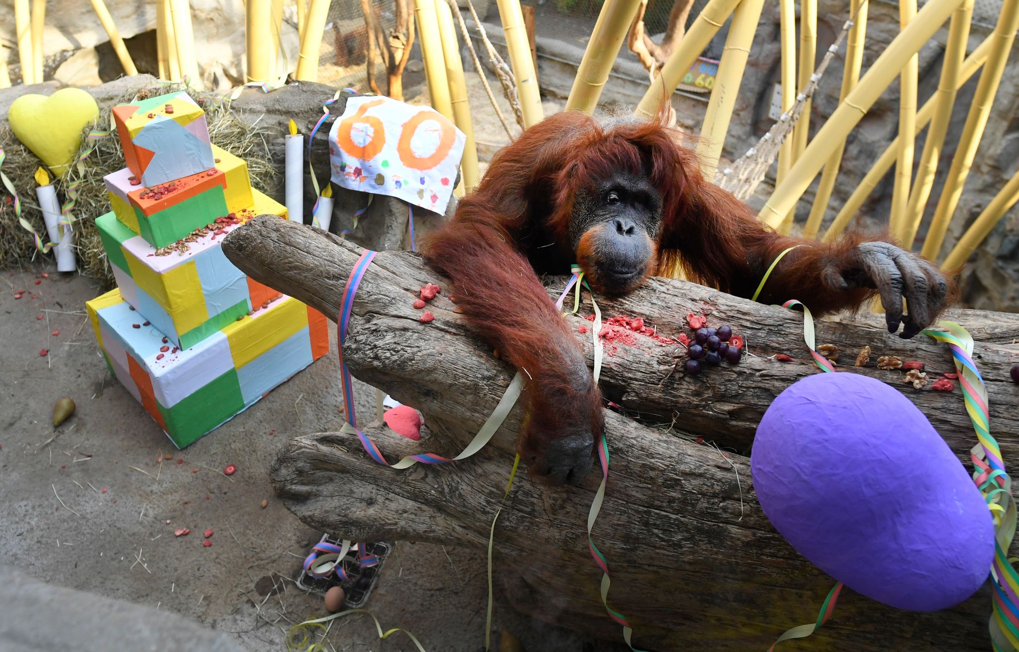 Orang-Utan Kasih feiert 60. Geburtstag