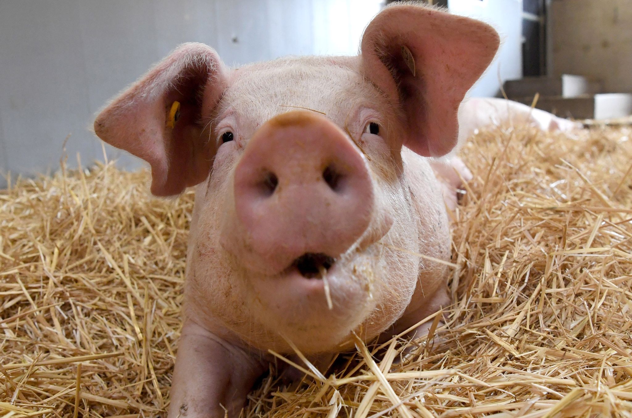 Studie: Glückliche Schweine grunzen kürzer und konstanter