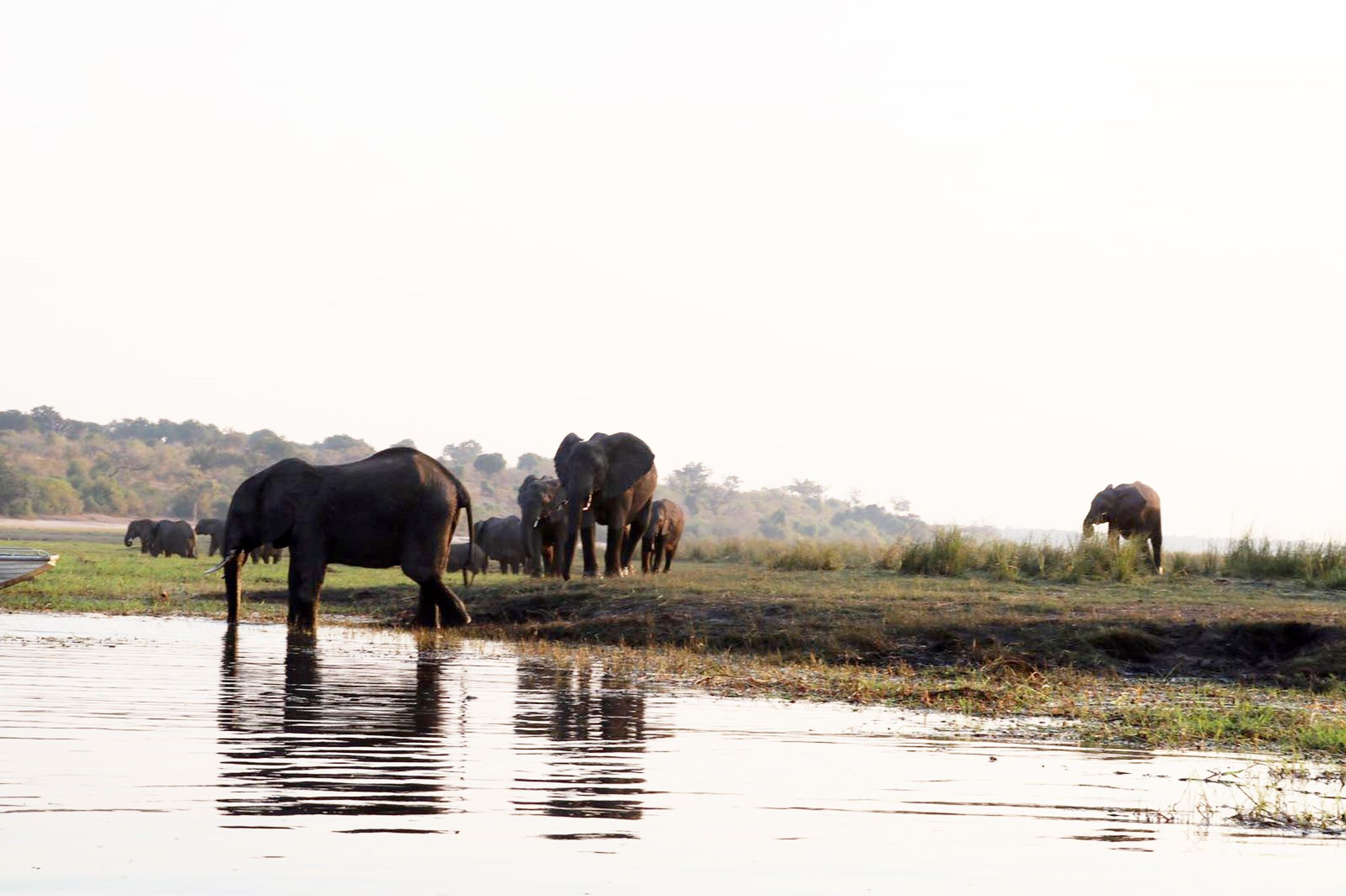 Graue Riesen als Exportschlager? – Elefantenschützer empört