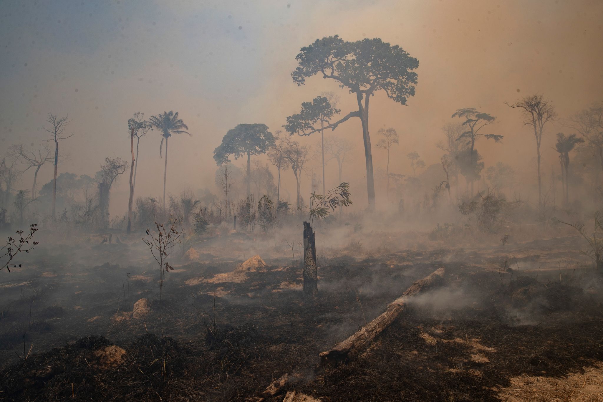 Studie: Amazonas-Regenwald verliert an Widerstandsfähigkeit