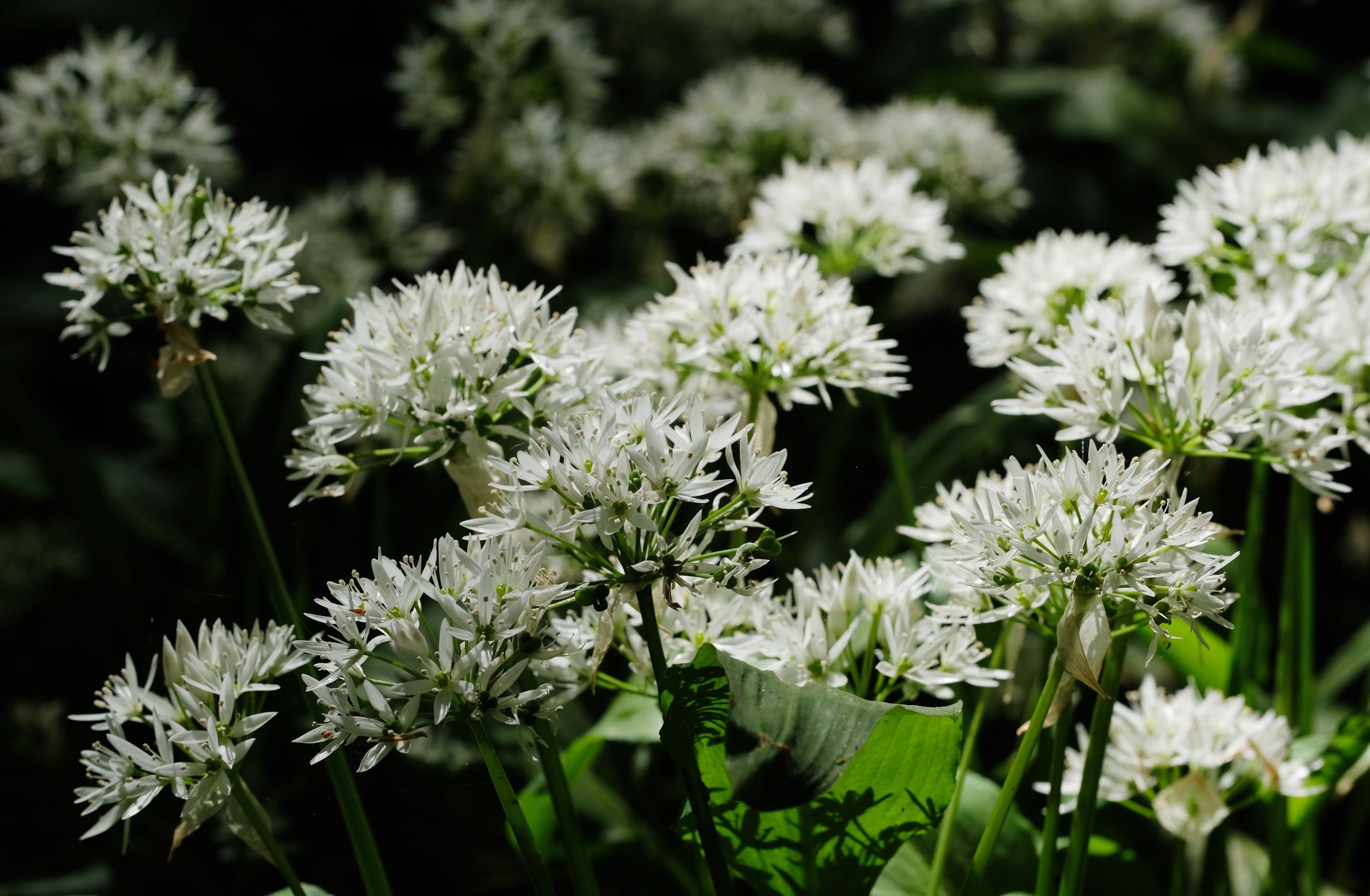 Waldpflanzen blühen eine Woche früher als vor 100 Jahren