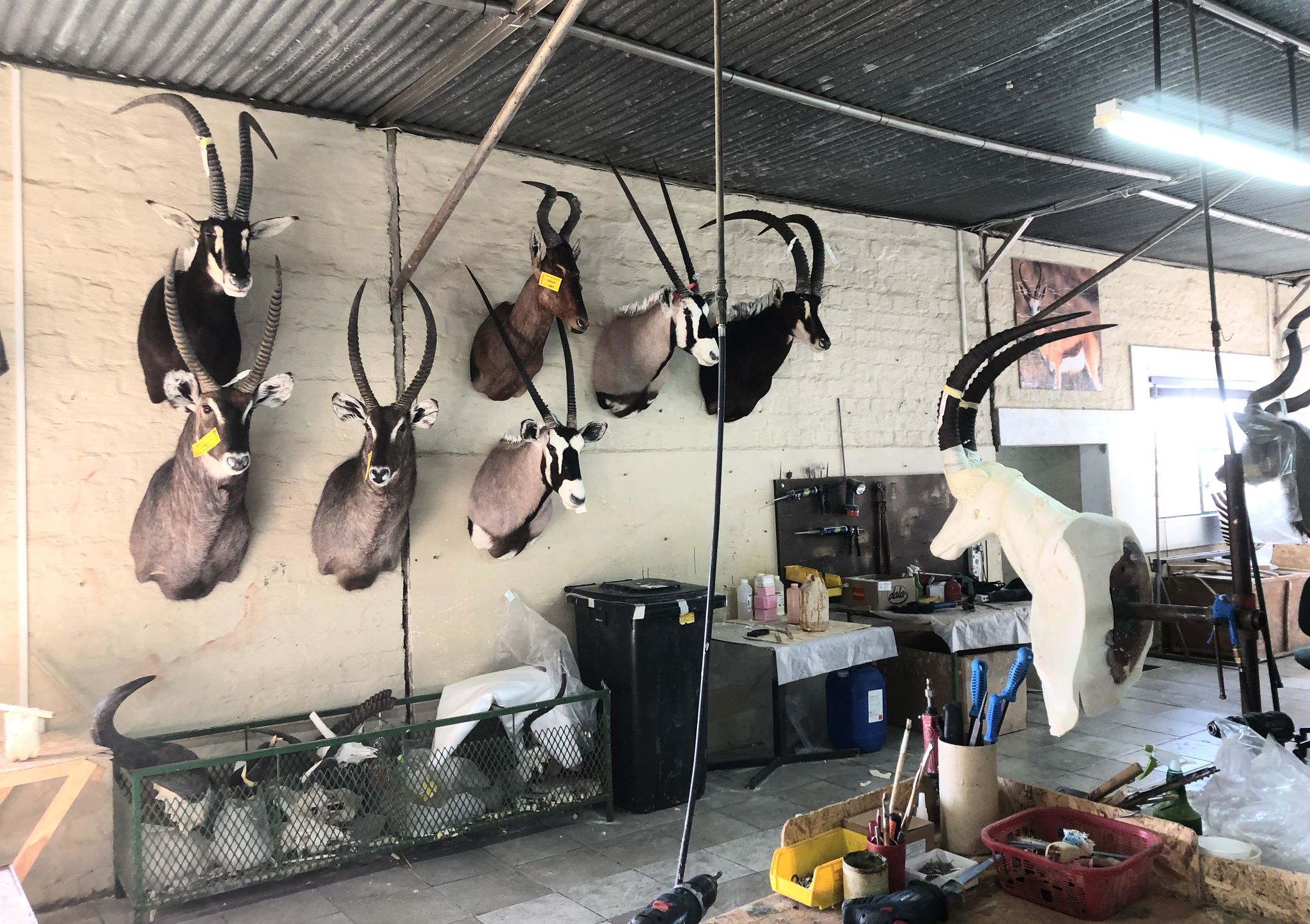 Umweltministerium will Jagdtrophäen-Import einschränken