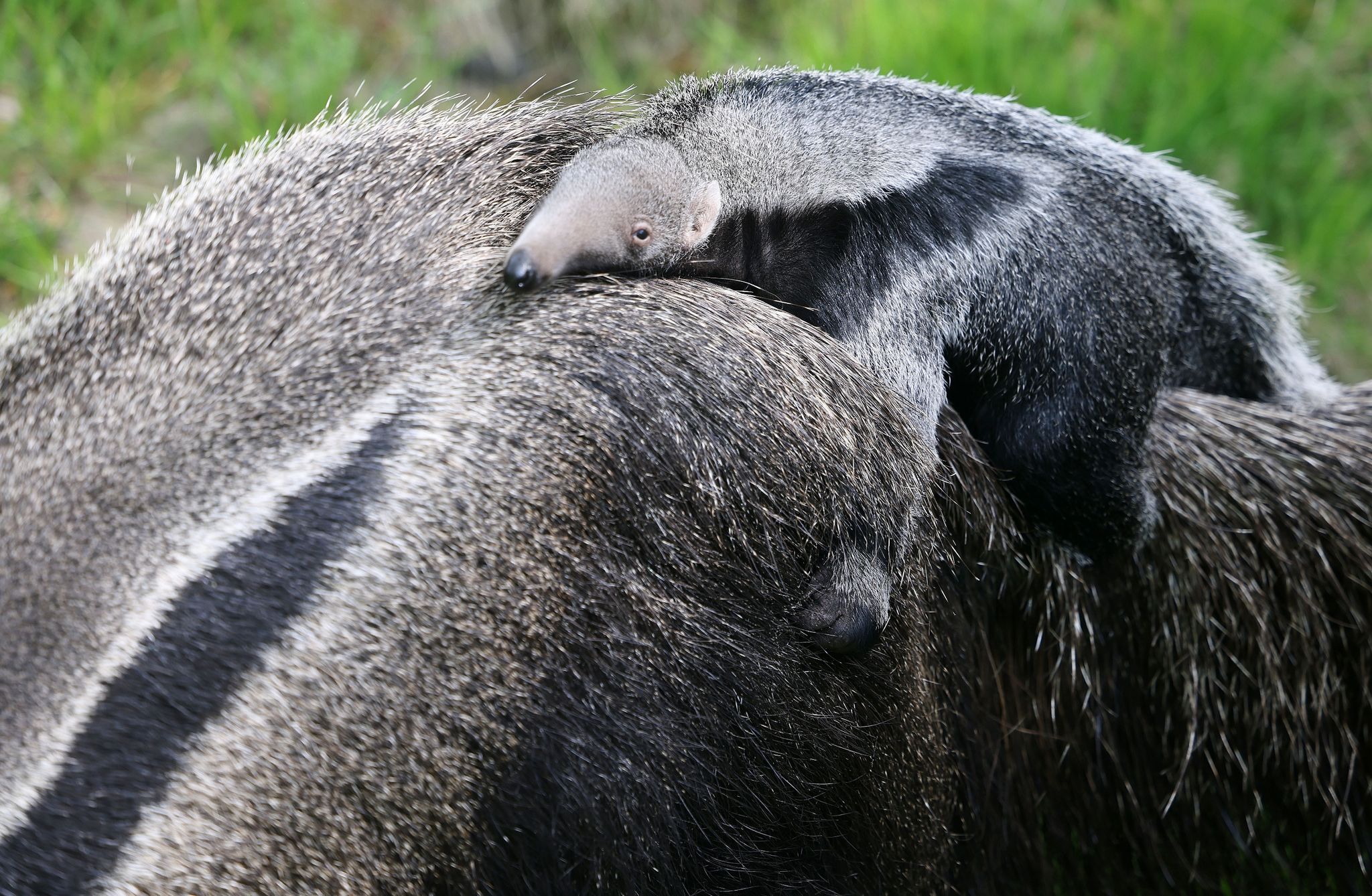 Kölner Zoo: Kleiner Ameisenbär mit markanter Schnauze