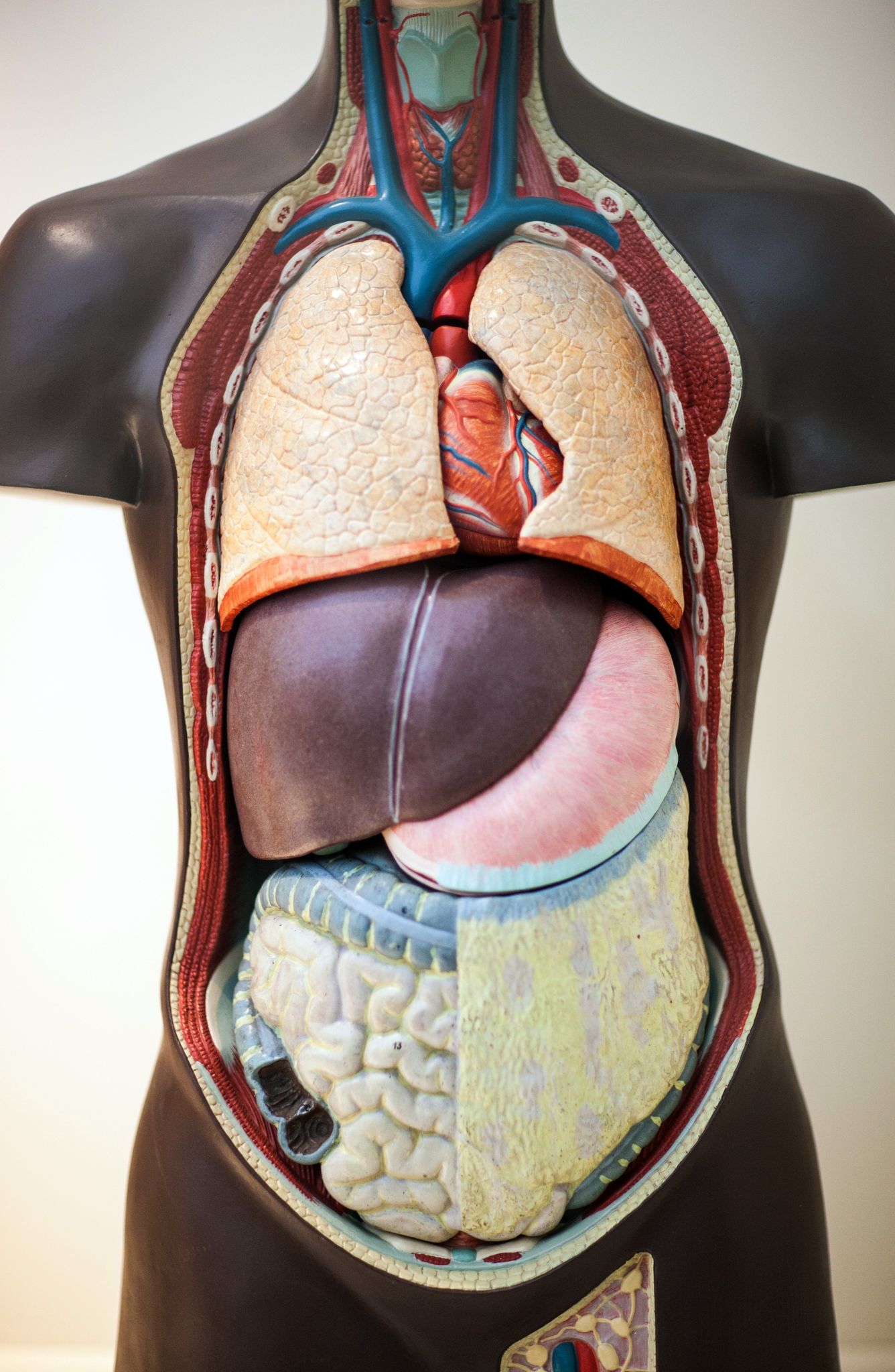 Göttinger Organspendeskandal – Ex-Chefarzt verliert Bezüge