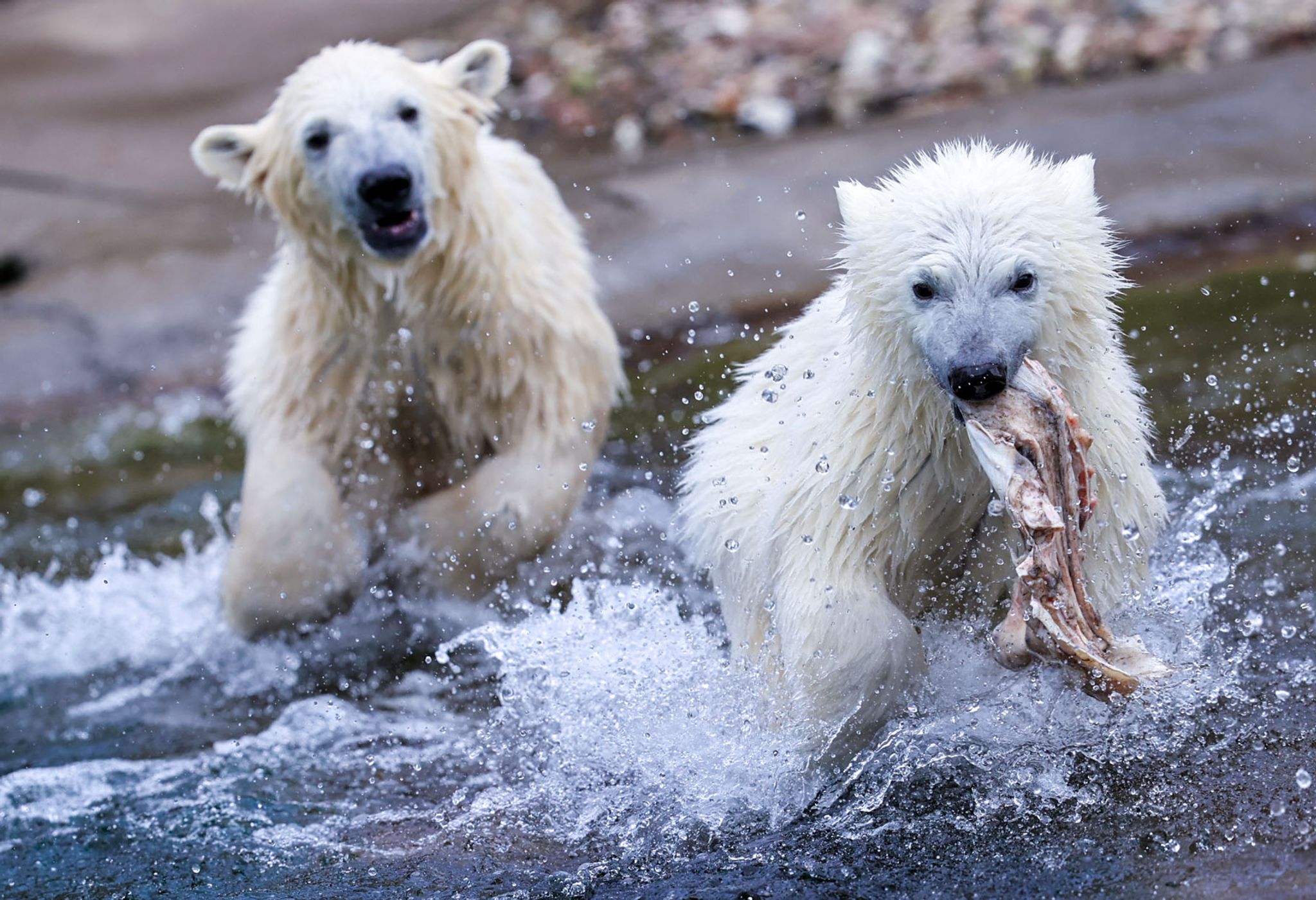 Rostocker Eisbär-Zwillinge haben sich prächtig entwickelt