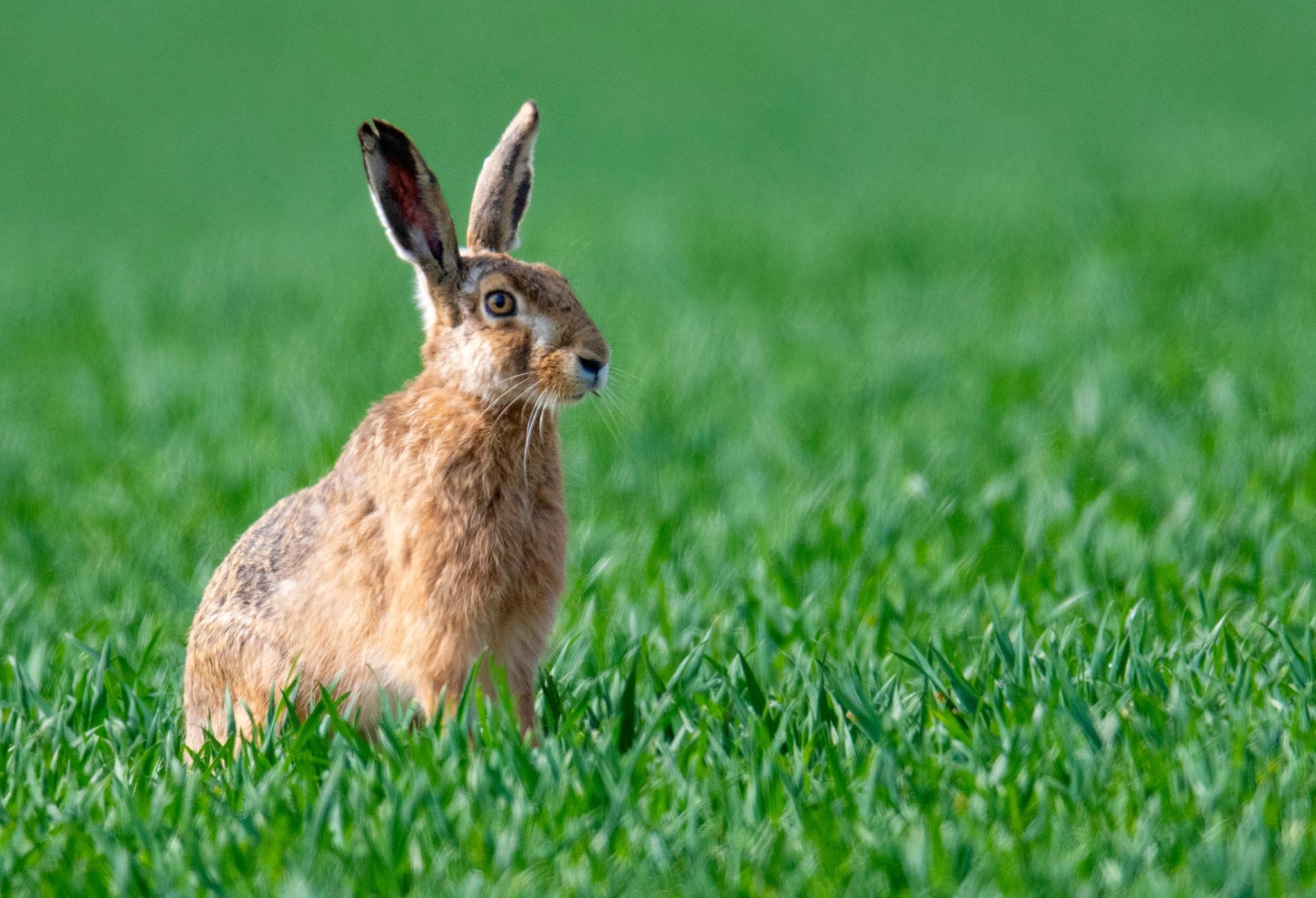 Mehr Feldhasen in Deutschland