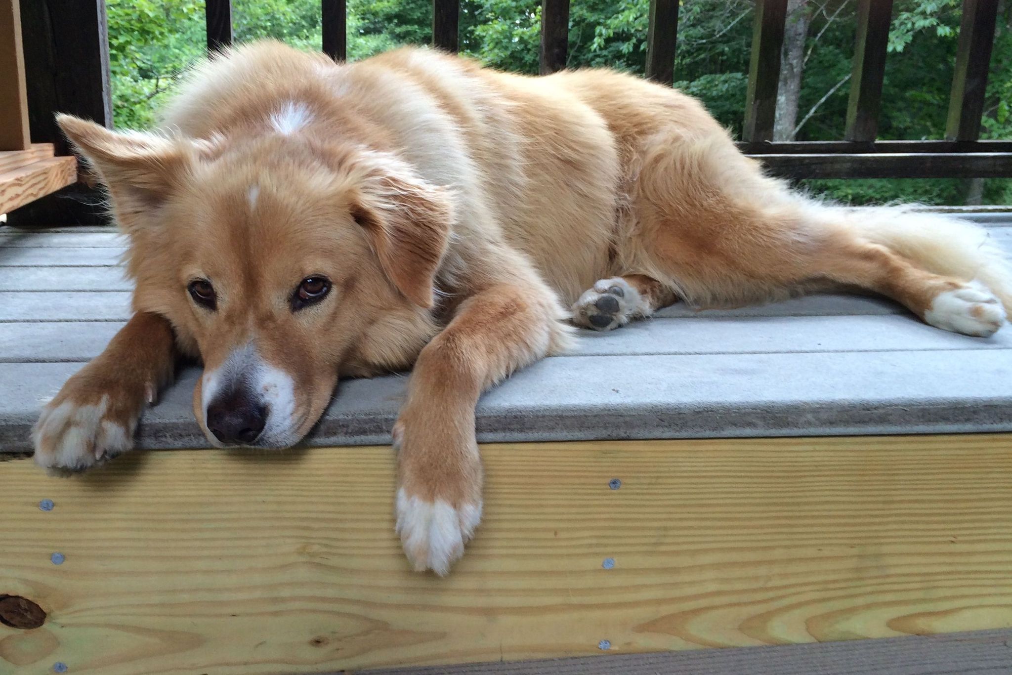 Schlauer Collie, treuer Boxer? Rasse bedingt Verhalten kaum