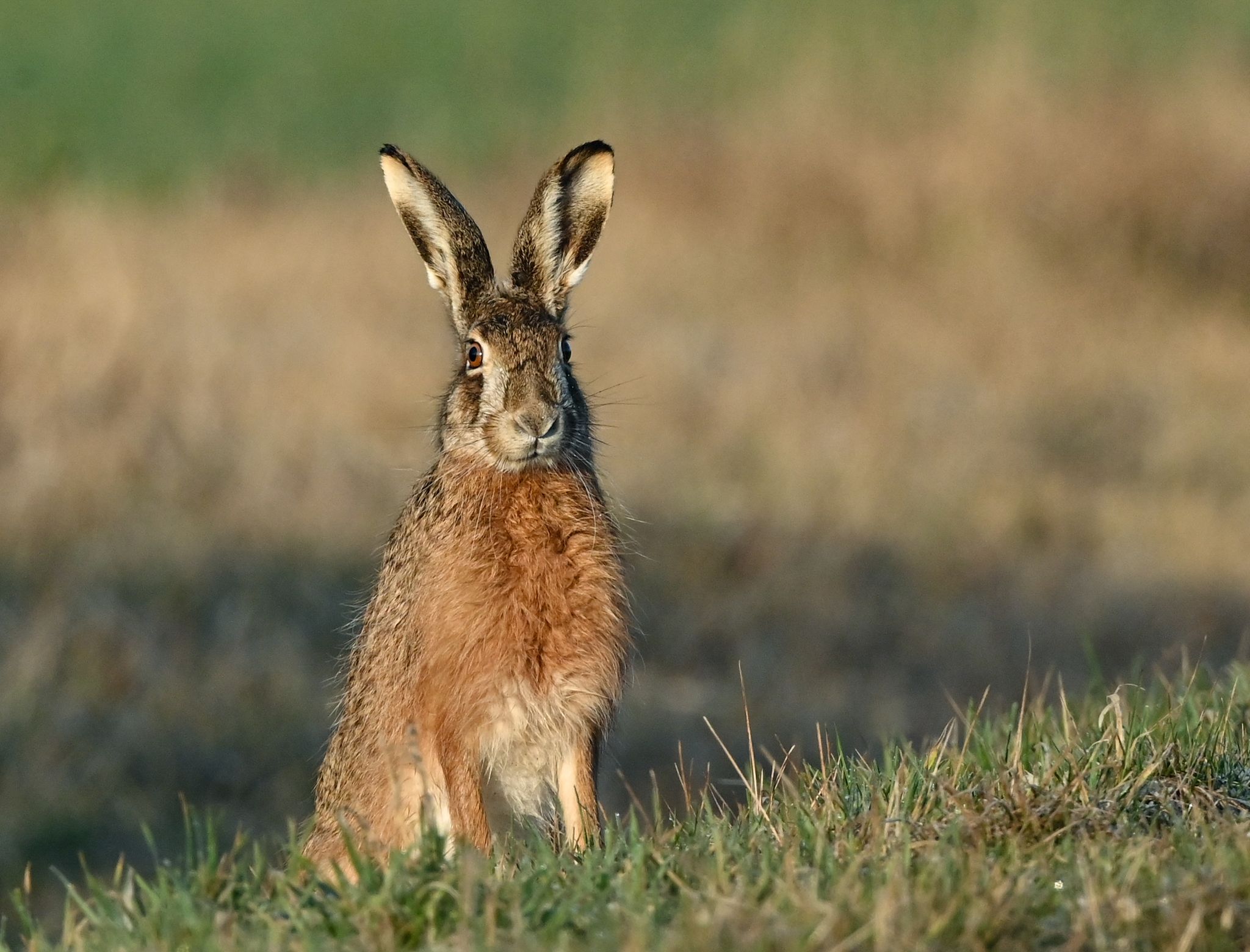 Osterbräuche: Wenn der Hase mit Eiern hoppelt