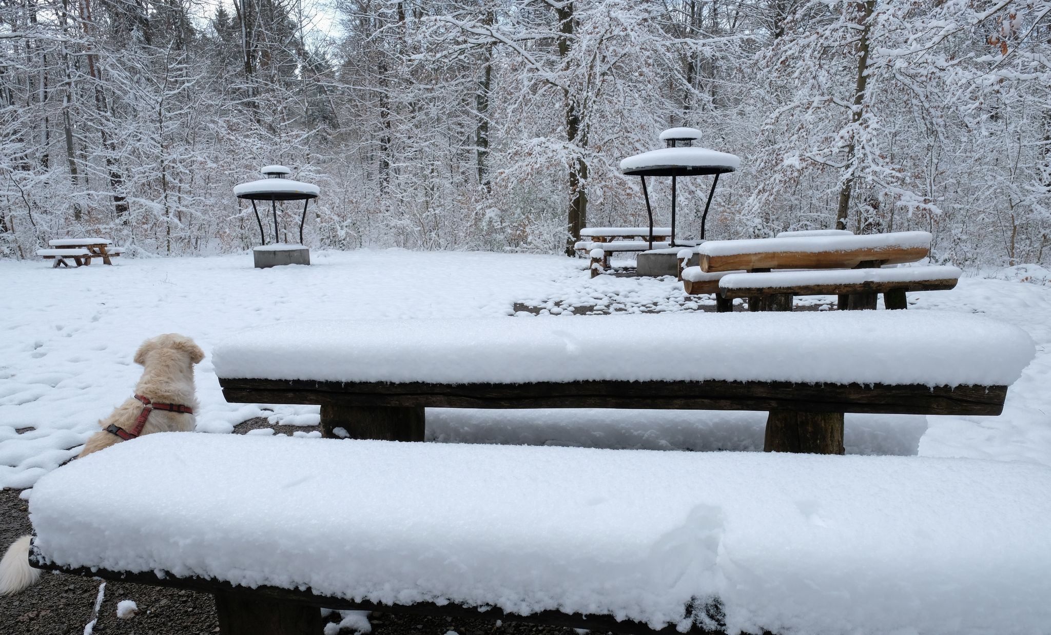 Winter im April: Schnee auf Blüten und Eis auf Straßen
