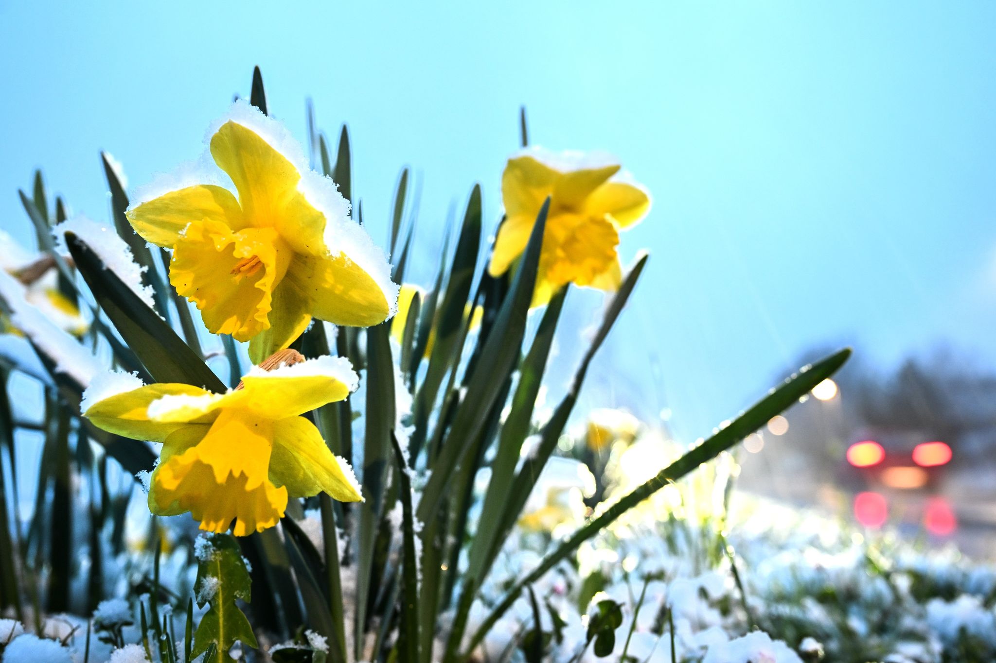 Winter im April: Schnee auf Blüten und Eis auf Straßen