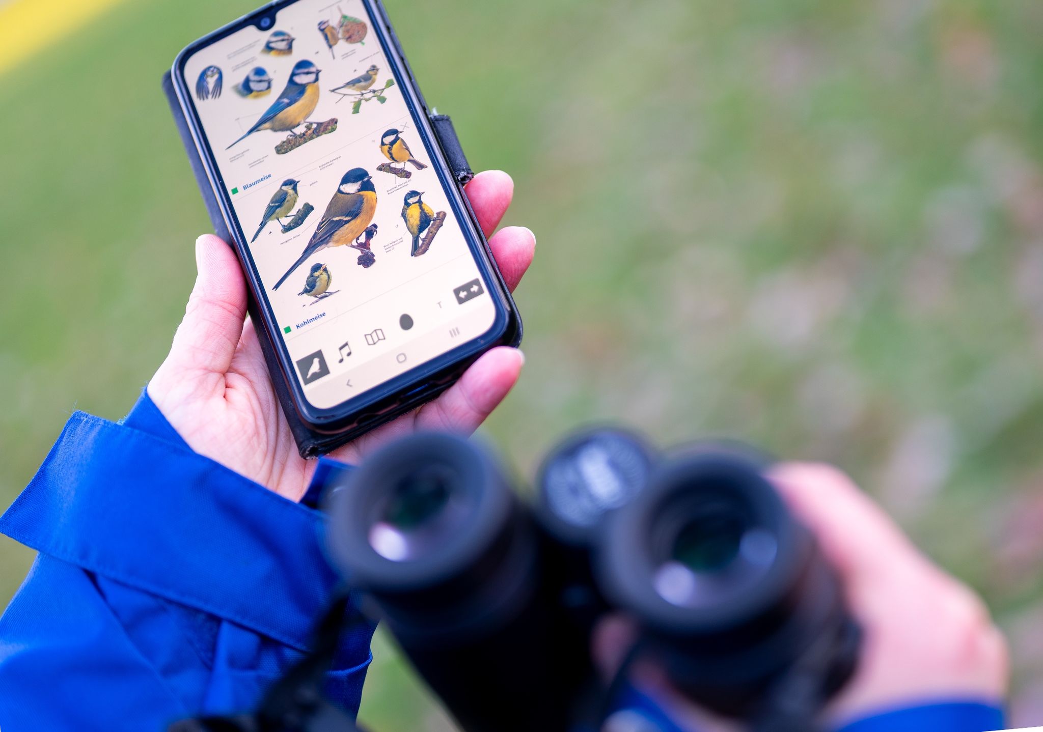 «Stunde der Gartenvögel» ruft zum Vogelzählen auf