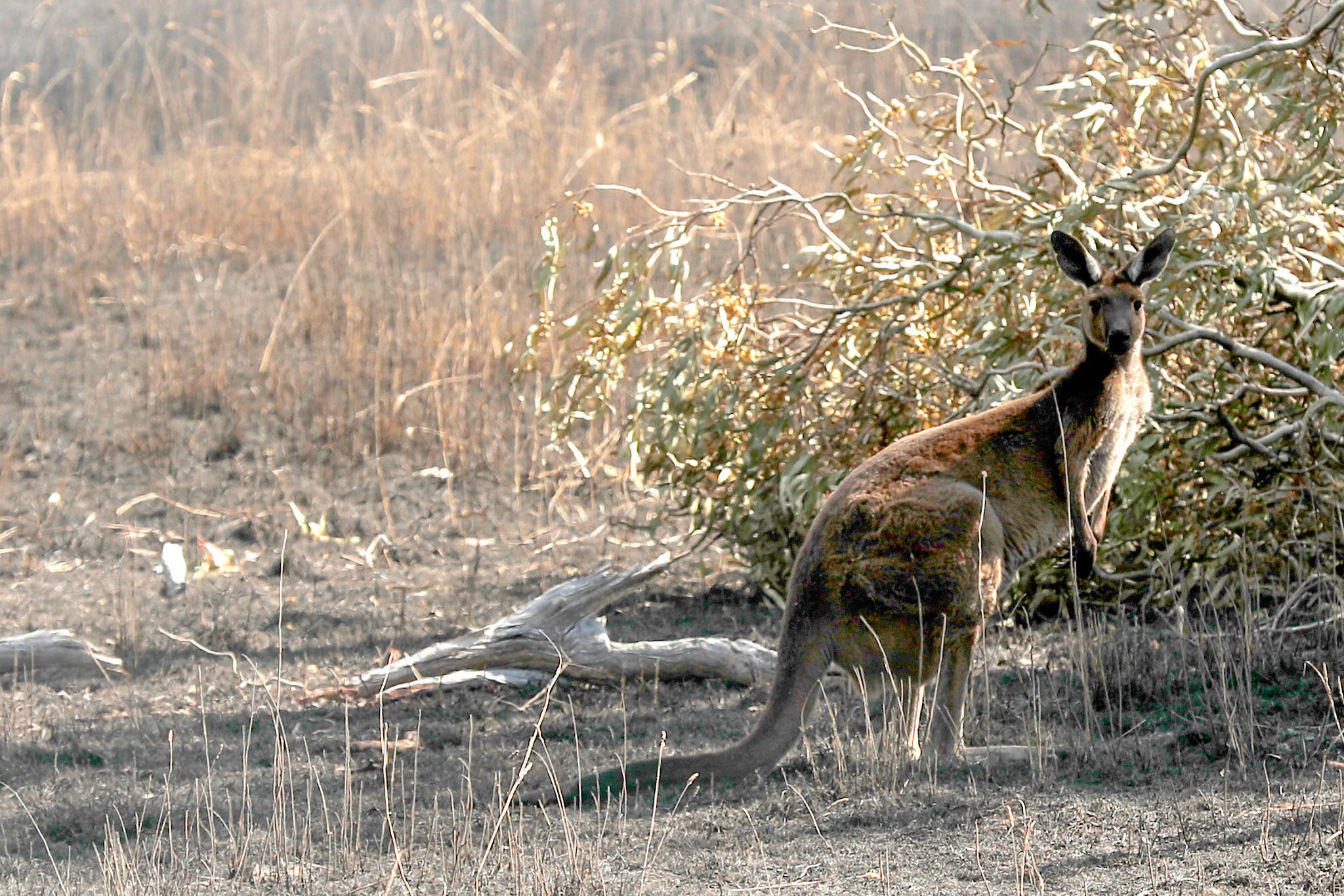 Golferin in Australien von Känguru attackiert