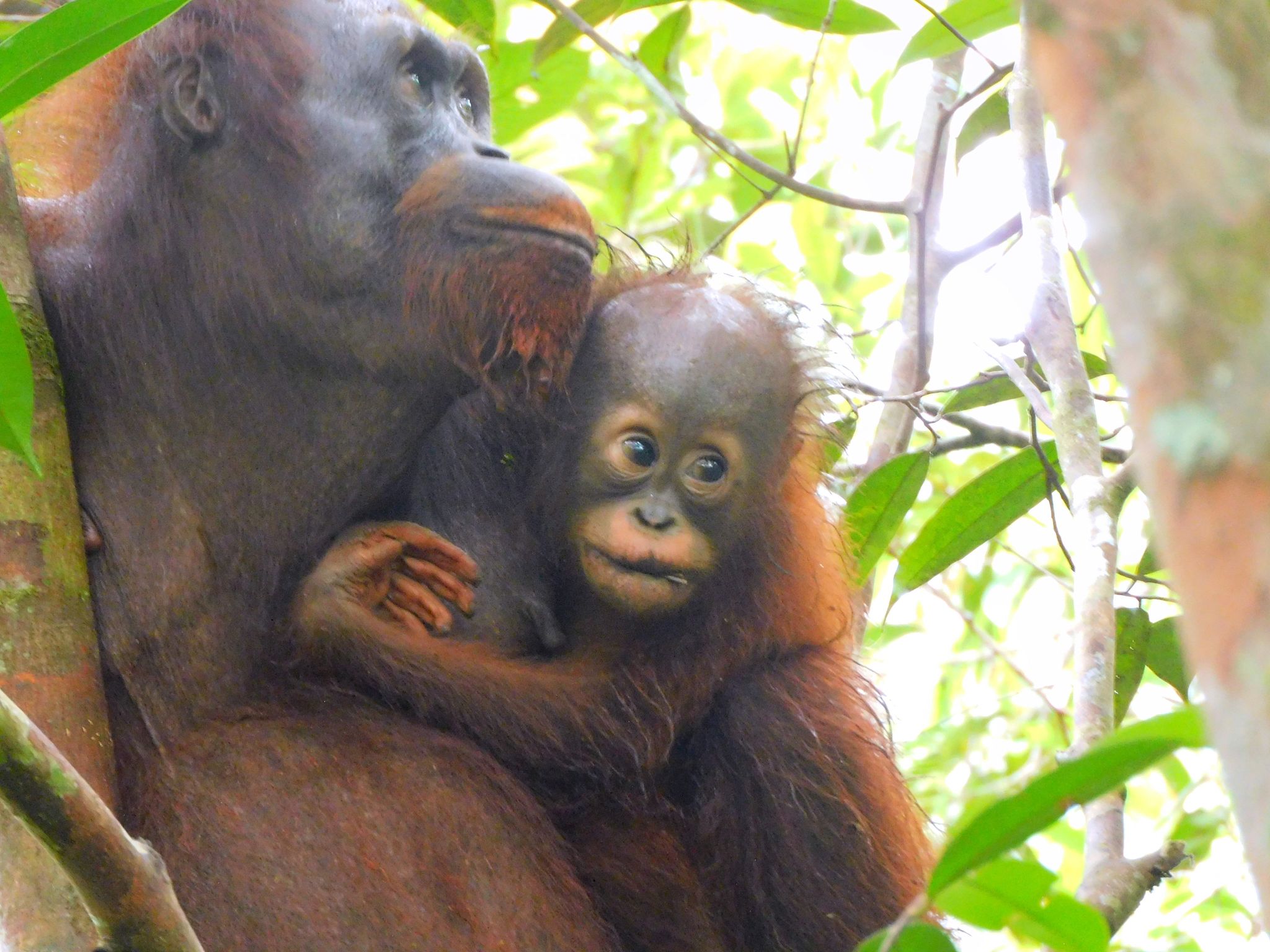 Freude über neues Orang-Utan-Baby auf Borneo