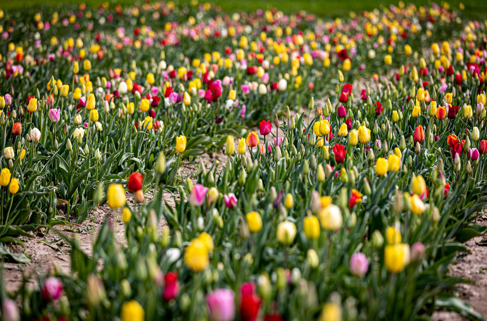 Mai beginnt ungleich: Süden nass, Norden trocken