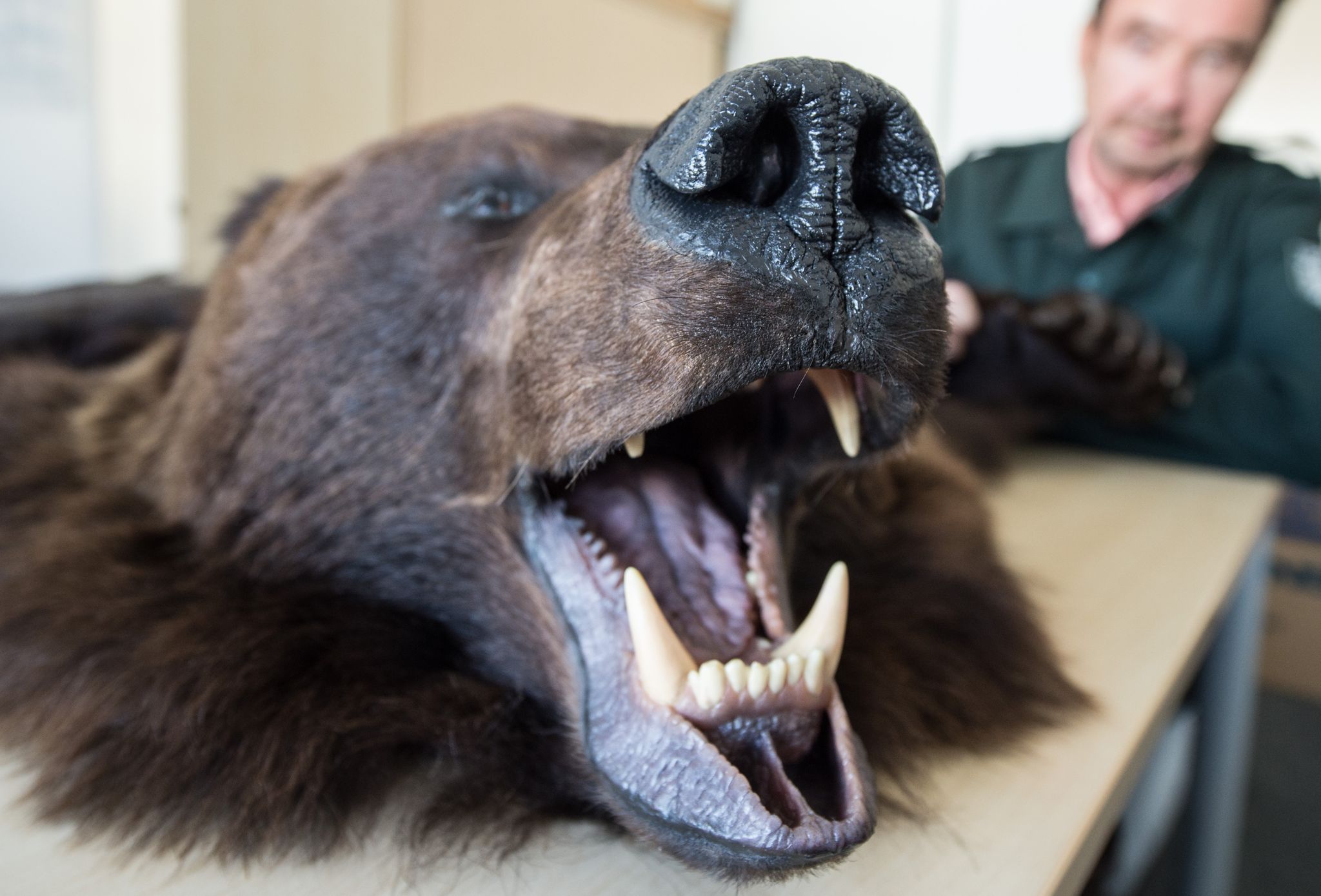 Tierschützer fordern Jagdtrophäen-Verbot