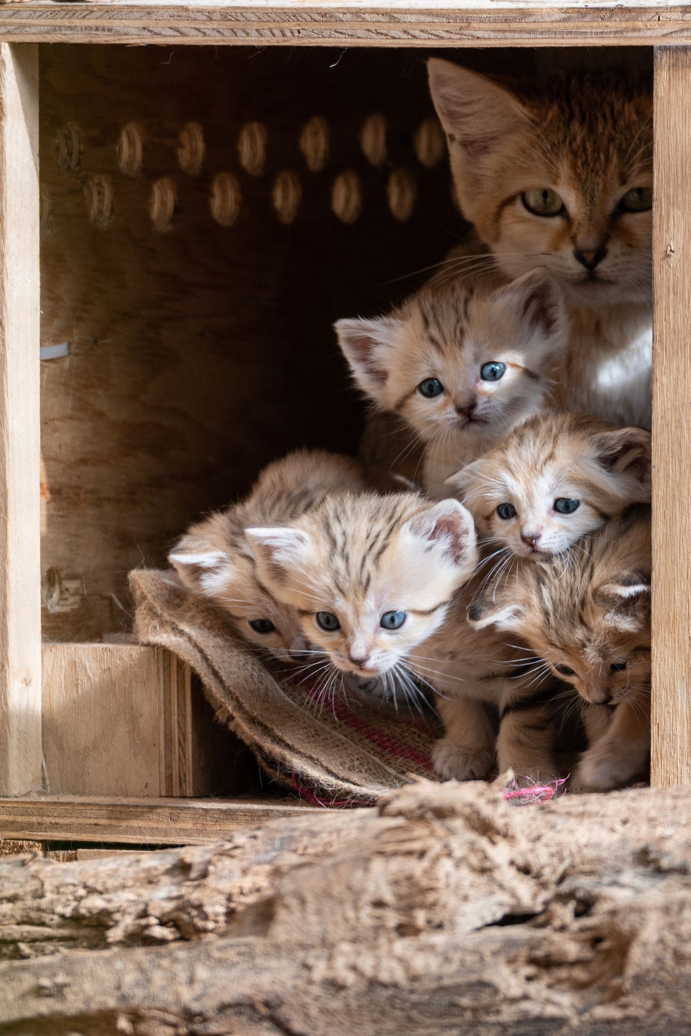 Israel: Fünf seltene Sandkatzen-Babys in geboren
