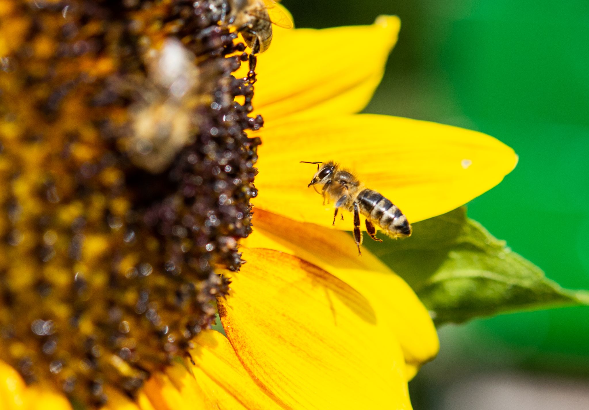 Wie sich Tierärzte um Bienengesundheit kümmern