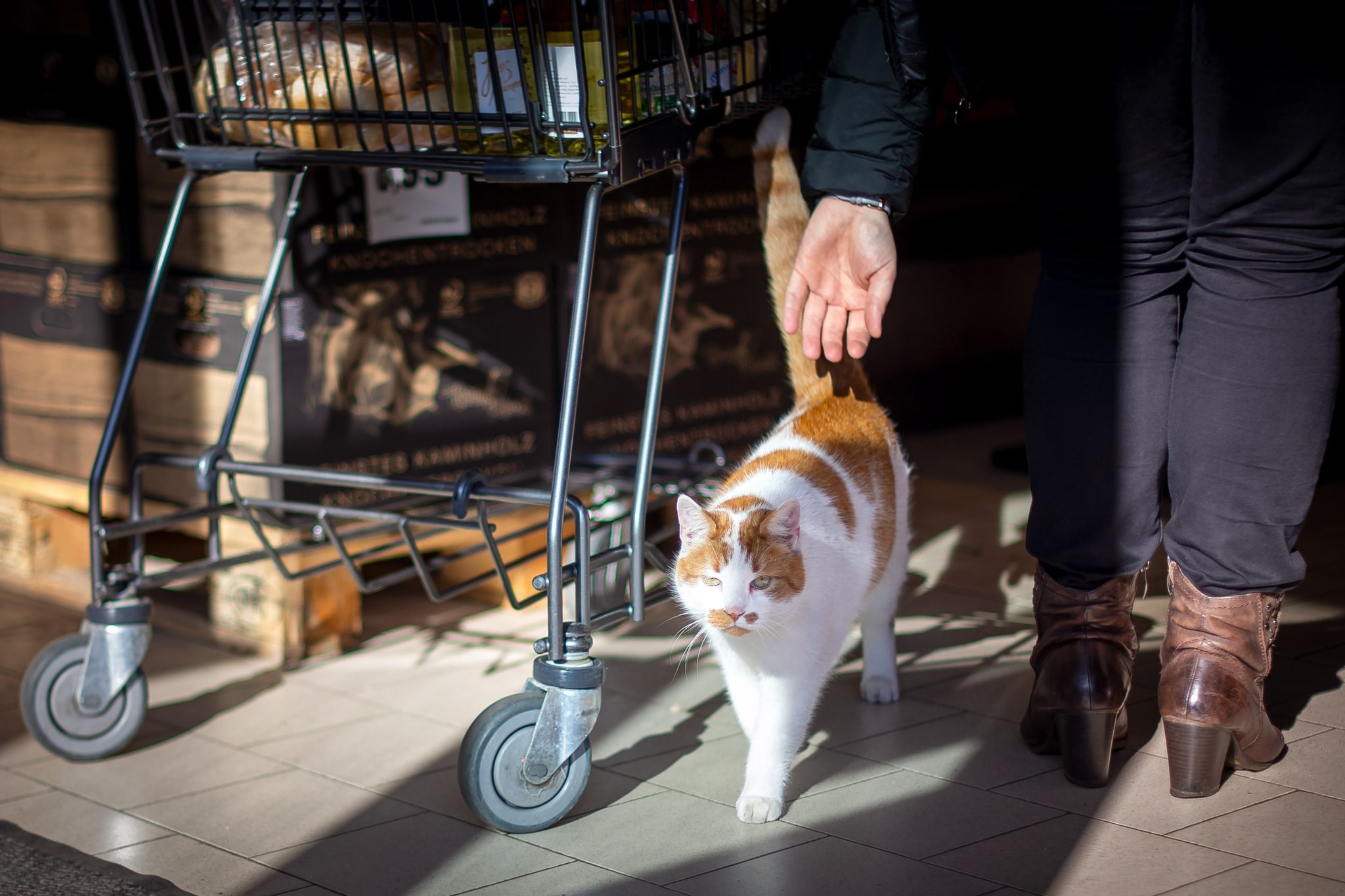 Affenpocken in Europa wohl nicht dauerhaft in Tieren