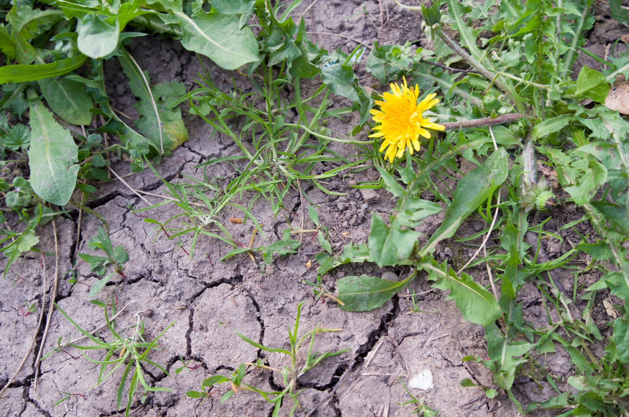 Experte: Noch genug Rest-Feuchte – Hoffnung auf Regen