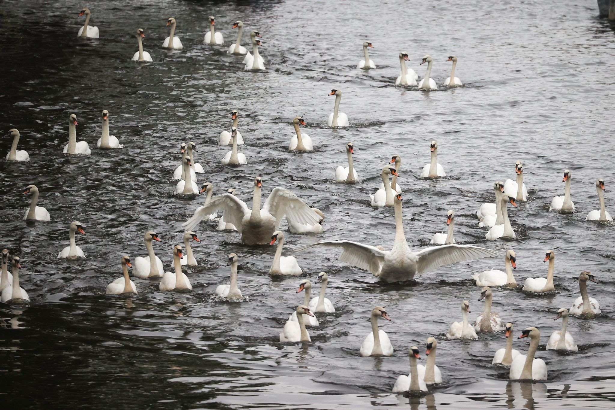 Alsterschwäne können wieder frei schwimmen