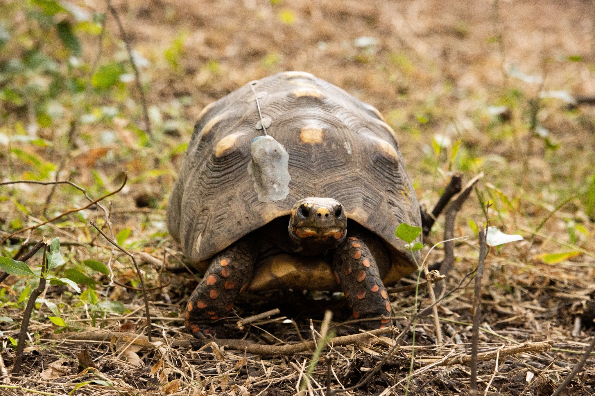 Große Landschildkröten in Argentinien ausgewildert