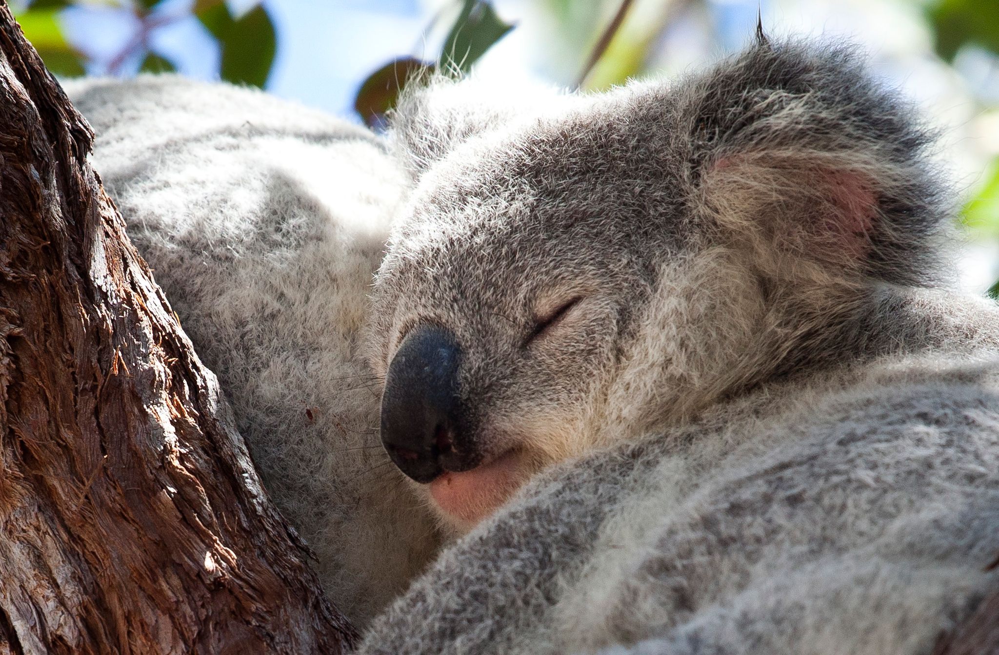 2000 Hektar zum Schutz der Koalas in Australien