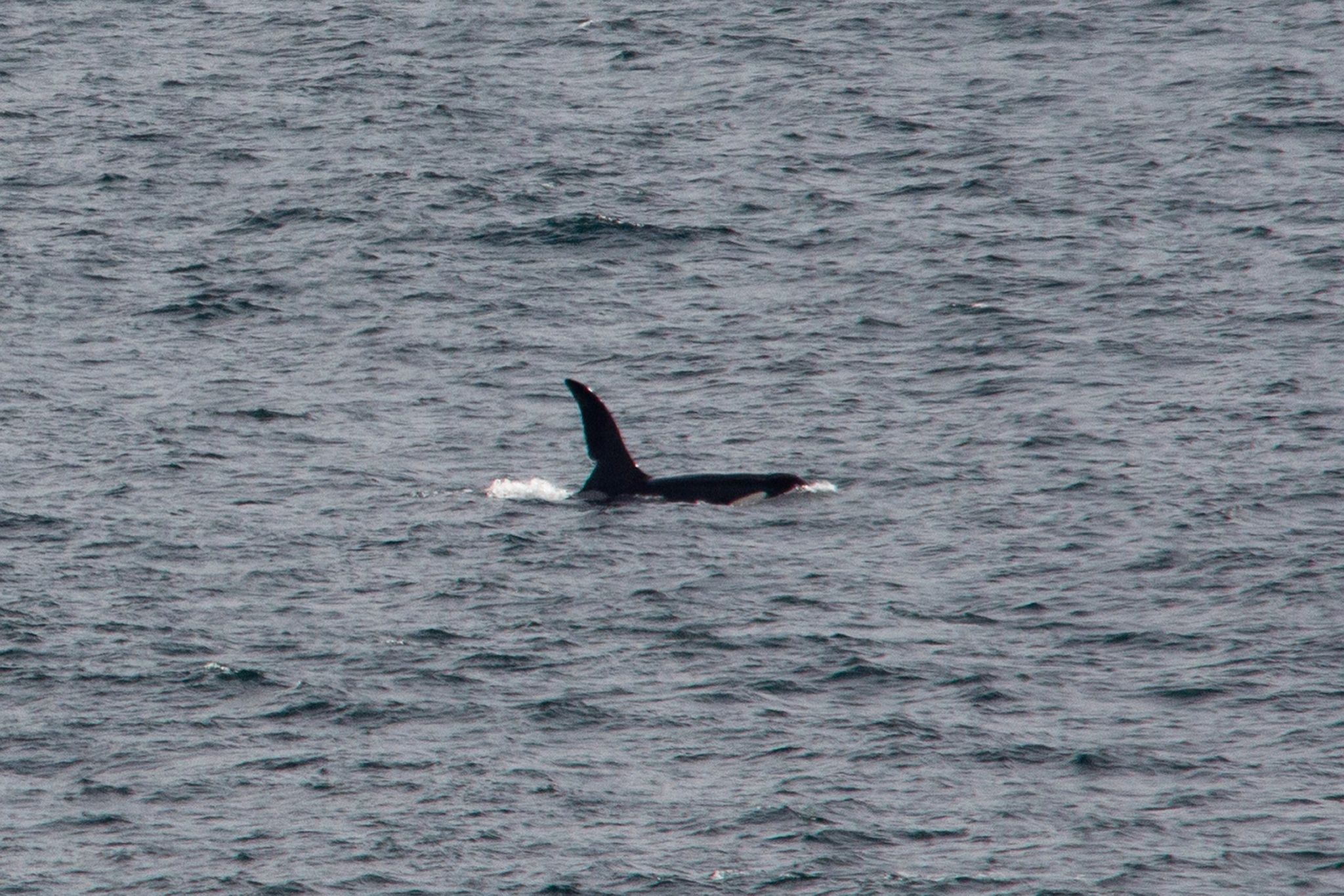 Verirrter kranker Orca in der Seine tot aufgefunden
