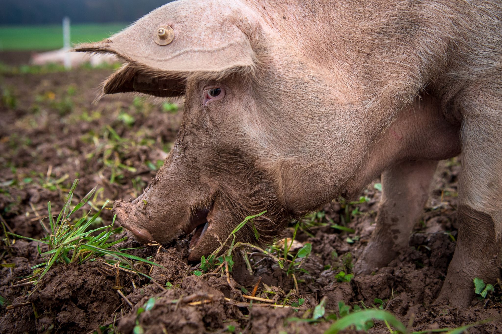 Schweinepest-Ausbruch bei Hausschweinen in Baden-Württemberg