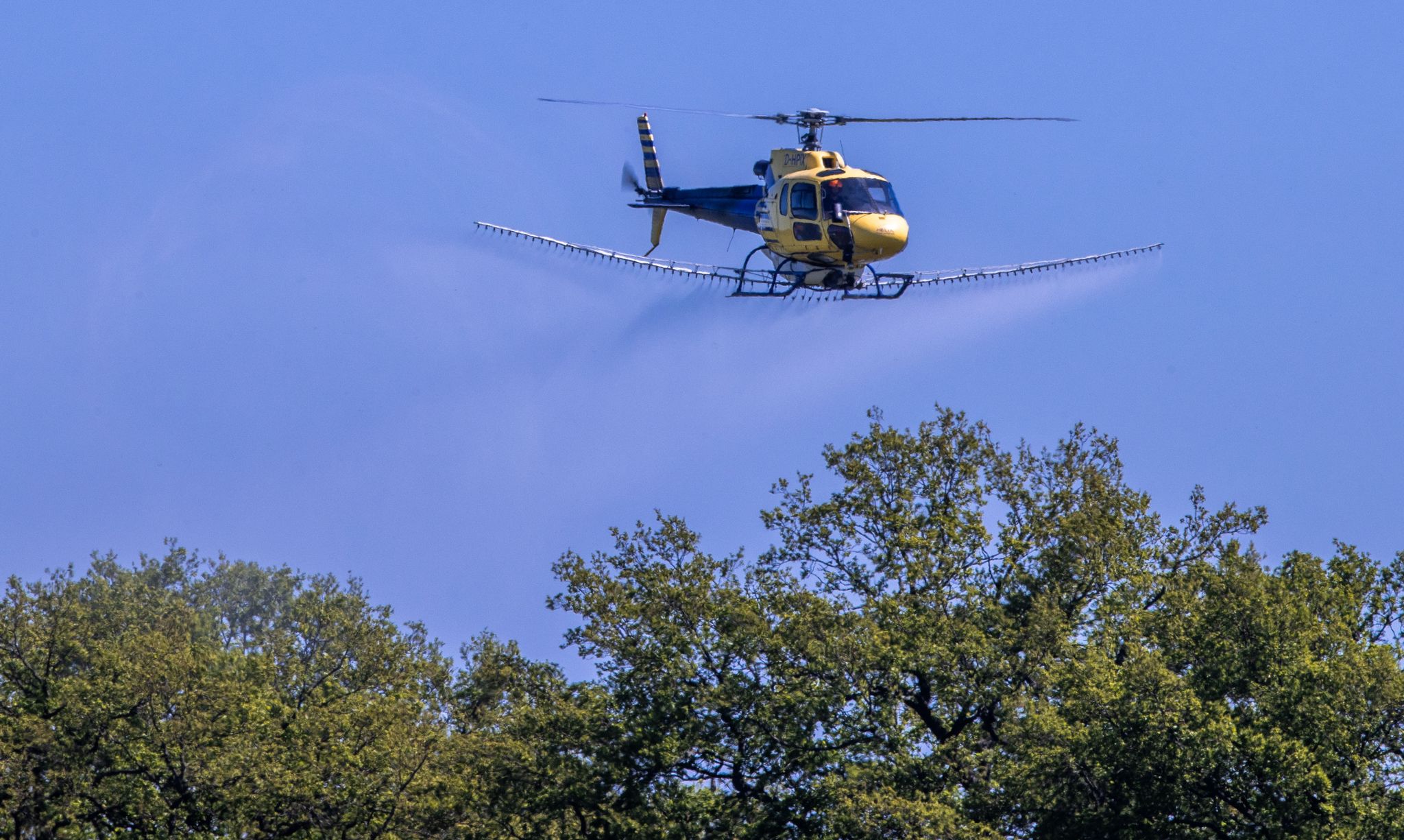 Mit Hubschrauber gegen den Eichenprozessionsspinner
