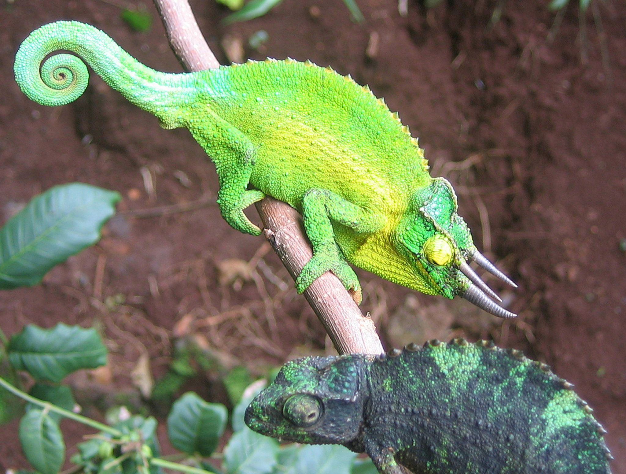 Studie: Bei weniger Feinden werden Chamäleons auffälliger