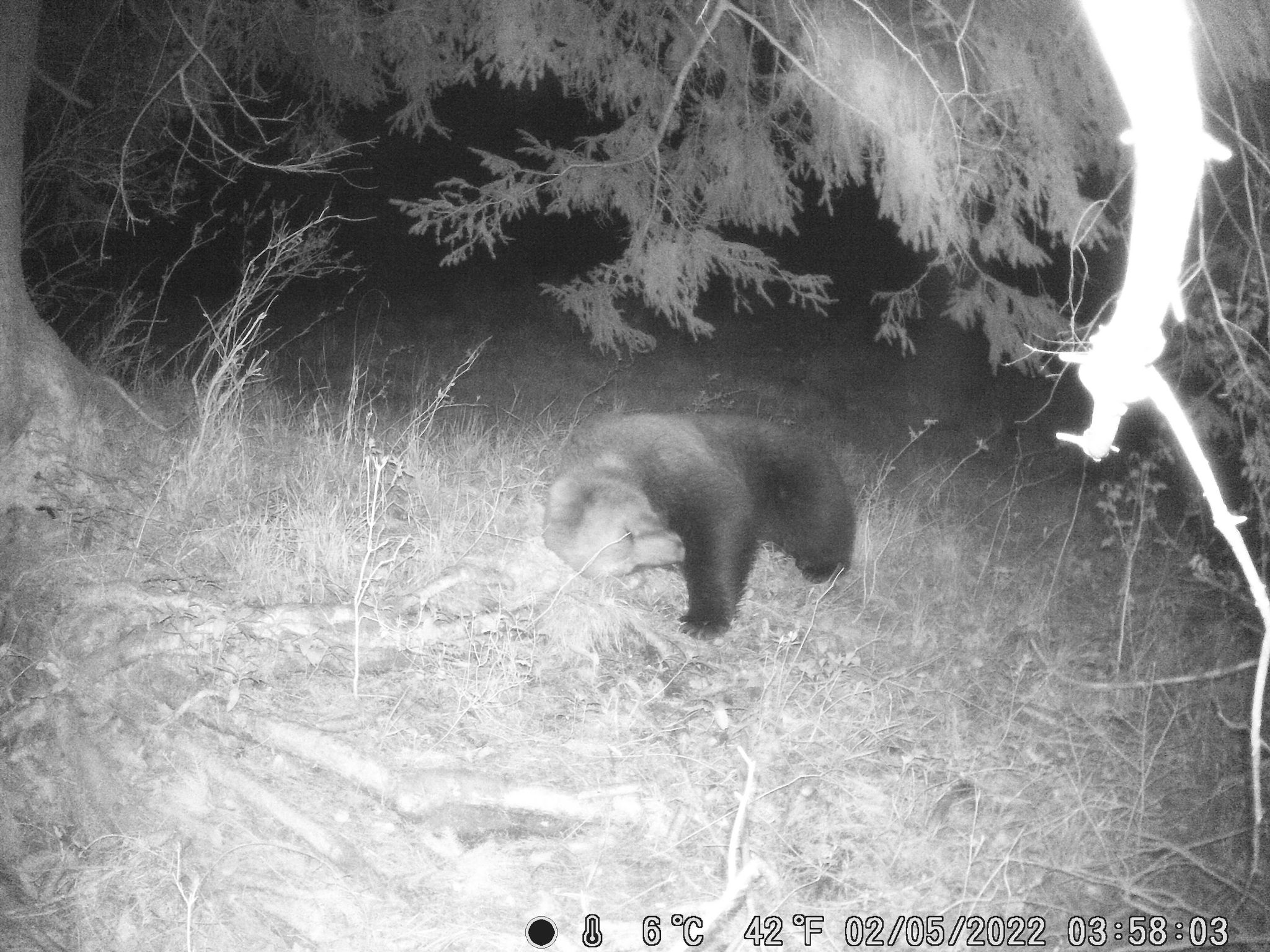 Braunbär kein Problem «solange er Pflanzenfresser bleibt»