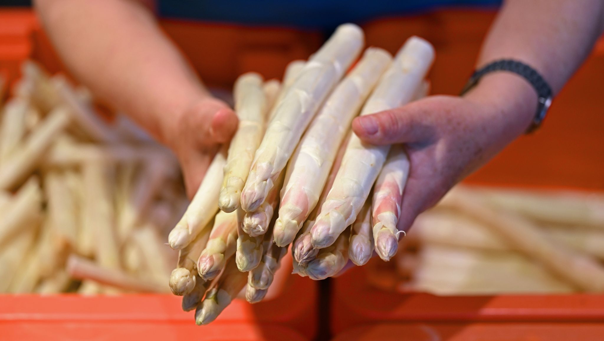 Spargelrepublik Deutschland – Gemüse fürs deutsche Gemüt