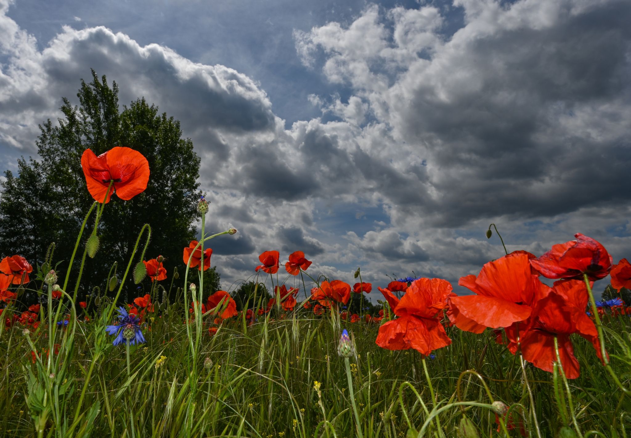Der Sommer kommt erst ganz allmählich