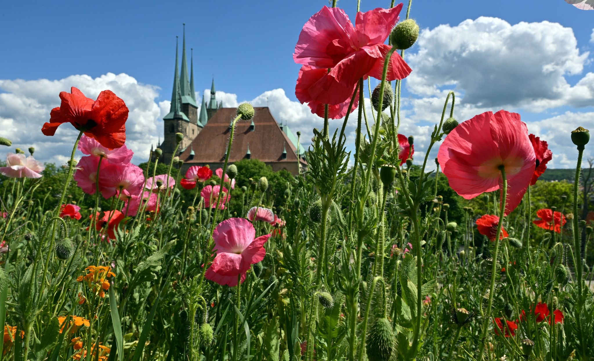 Frühjahr 2022: Erneut zu warm und zu trocken