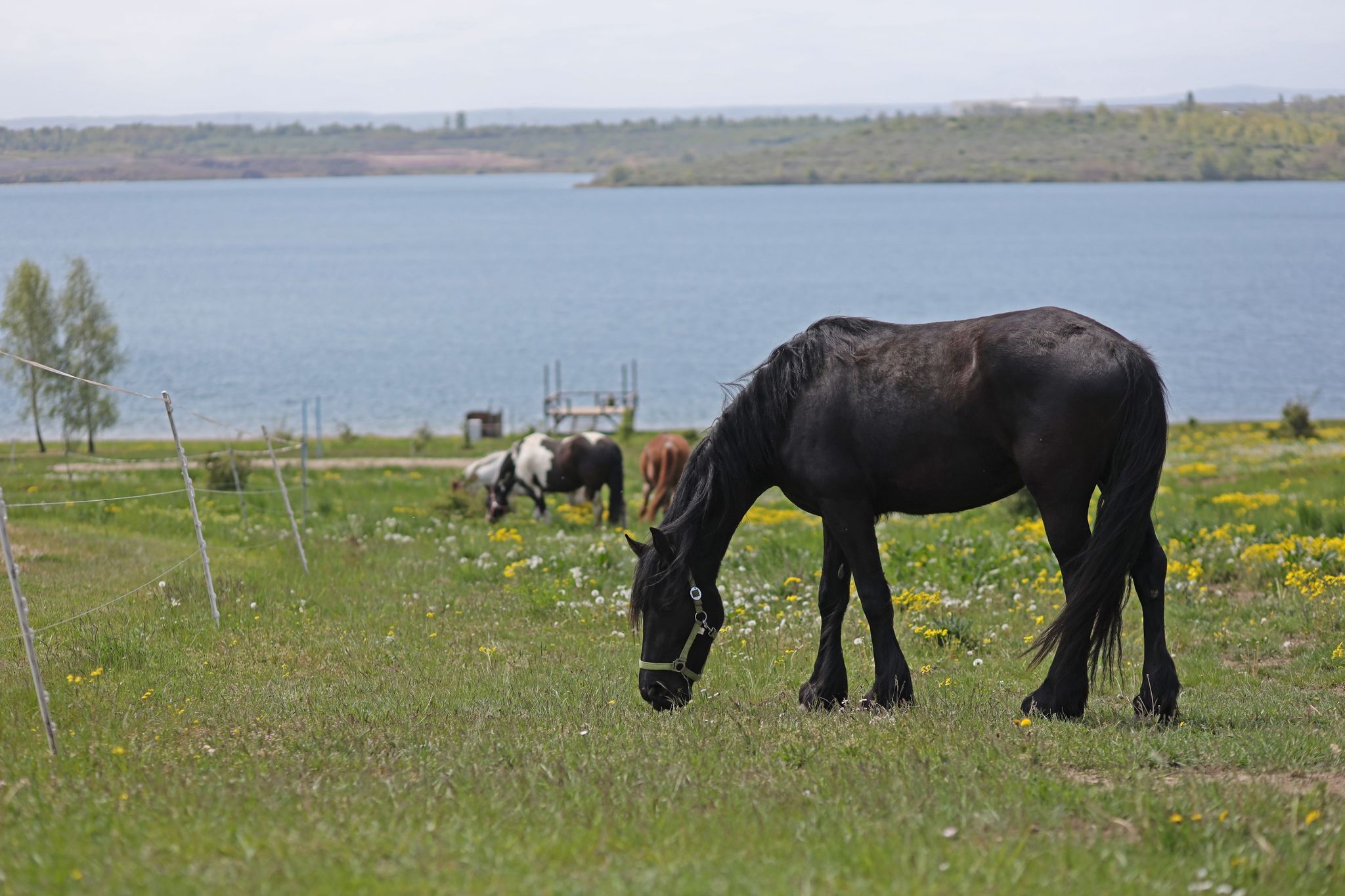 Pferde und Schweine können menschliche Stimmlage deuten