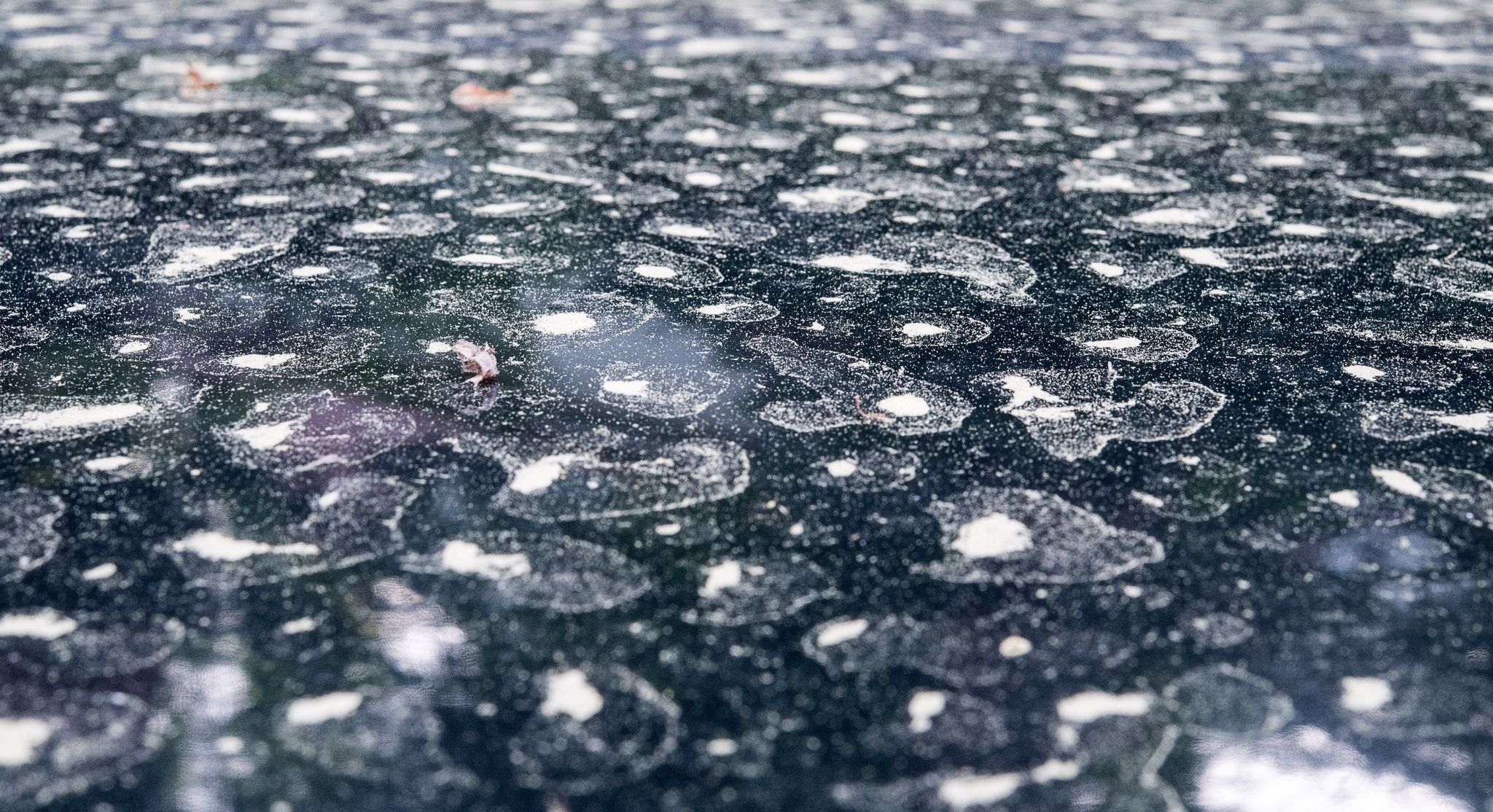 Trockenheit erlaubt Pollenallergikern kaum Pausen